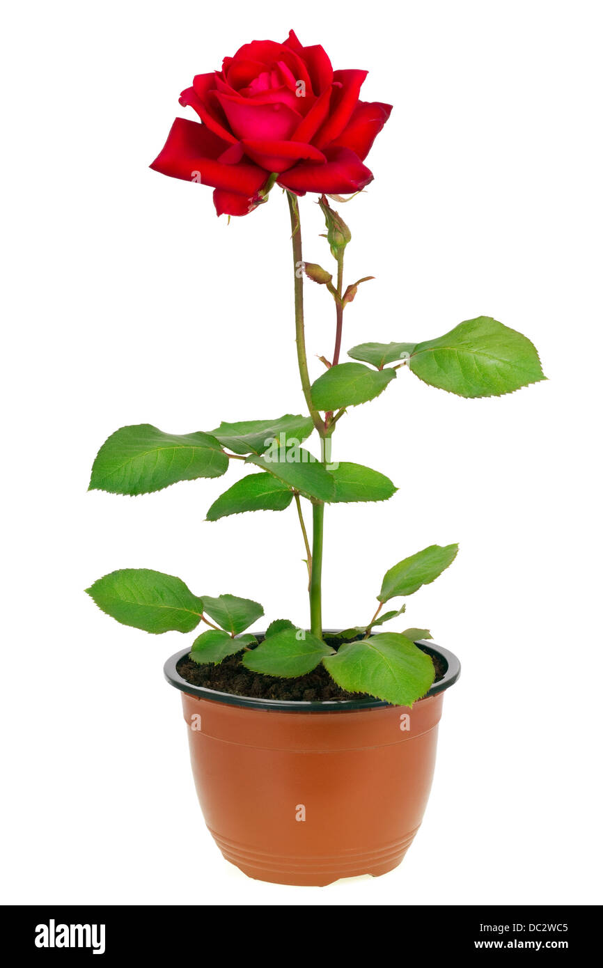 Ena Harkness" grade sort lonely red rose grow in pot isolated Stock Photo -  Alamy