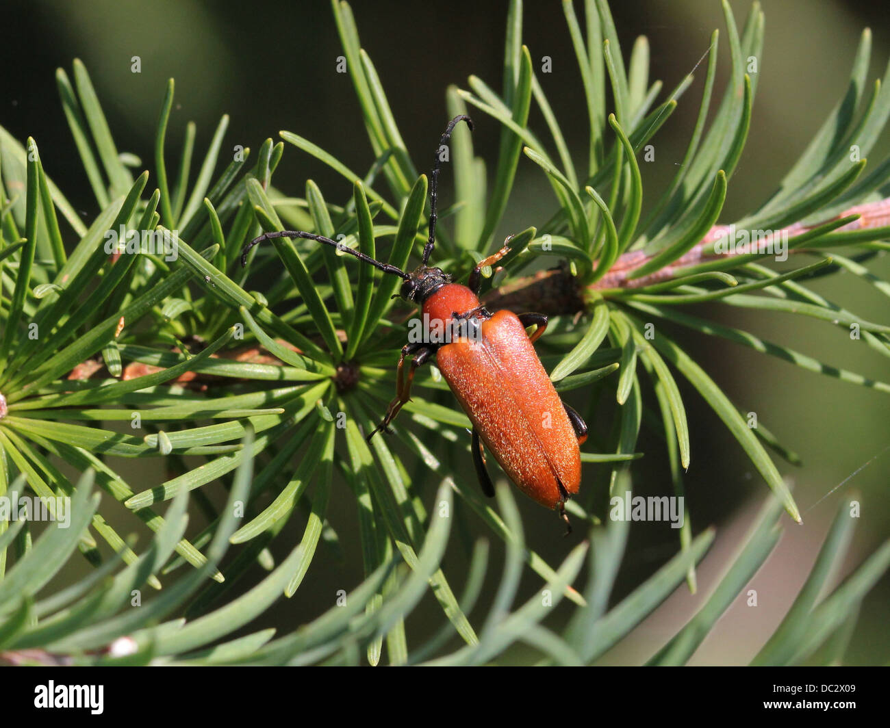 Close-up of the female Red Longhorn Beetle (Corymbia rubra) Stock Photo