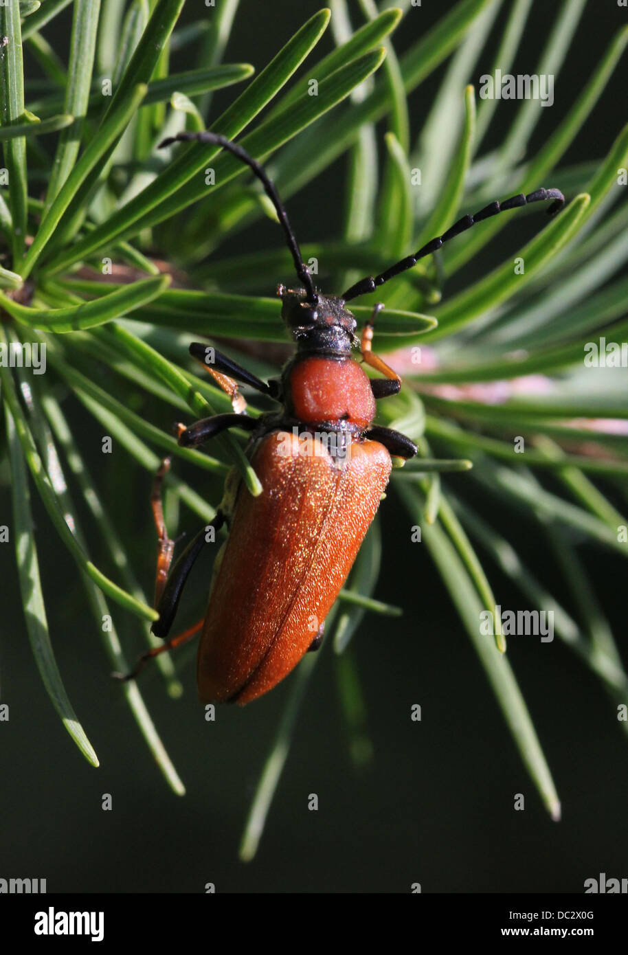 Close-up of the  female Red Longhorn Beetle (Corymbia rubra) Stock Photo