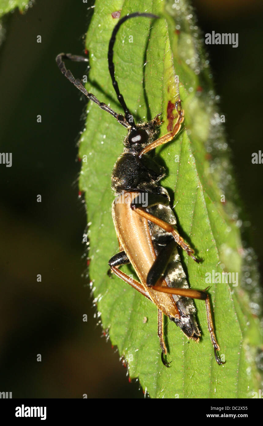 Close-up of a male Red Longhorn Beetle (Corymbia rubra) Stock Photo