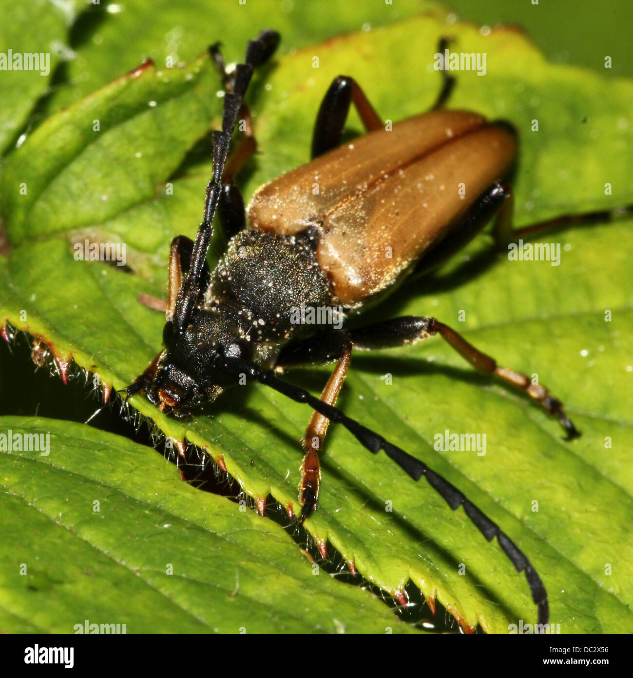 Close-up of a male Red Longhorn Beetle (Corymbia rubra) Stock Photo