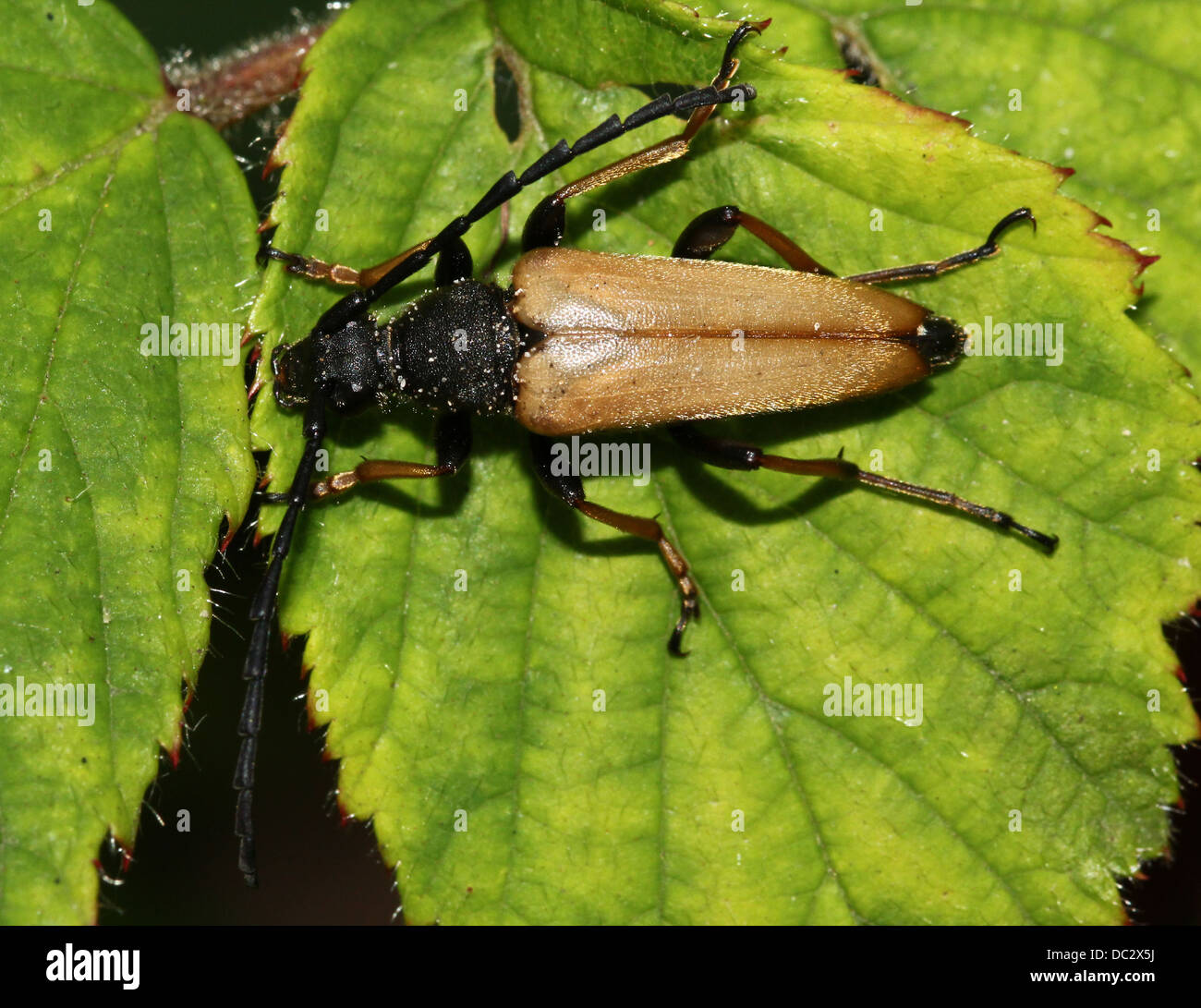 Close-up of a male Red Longhorn Beetle (Corymbia rubra) Stock Photo