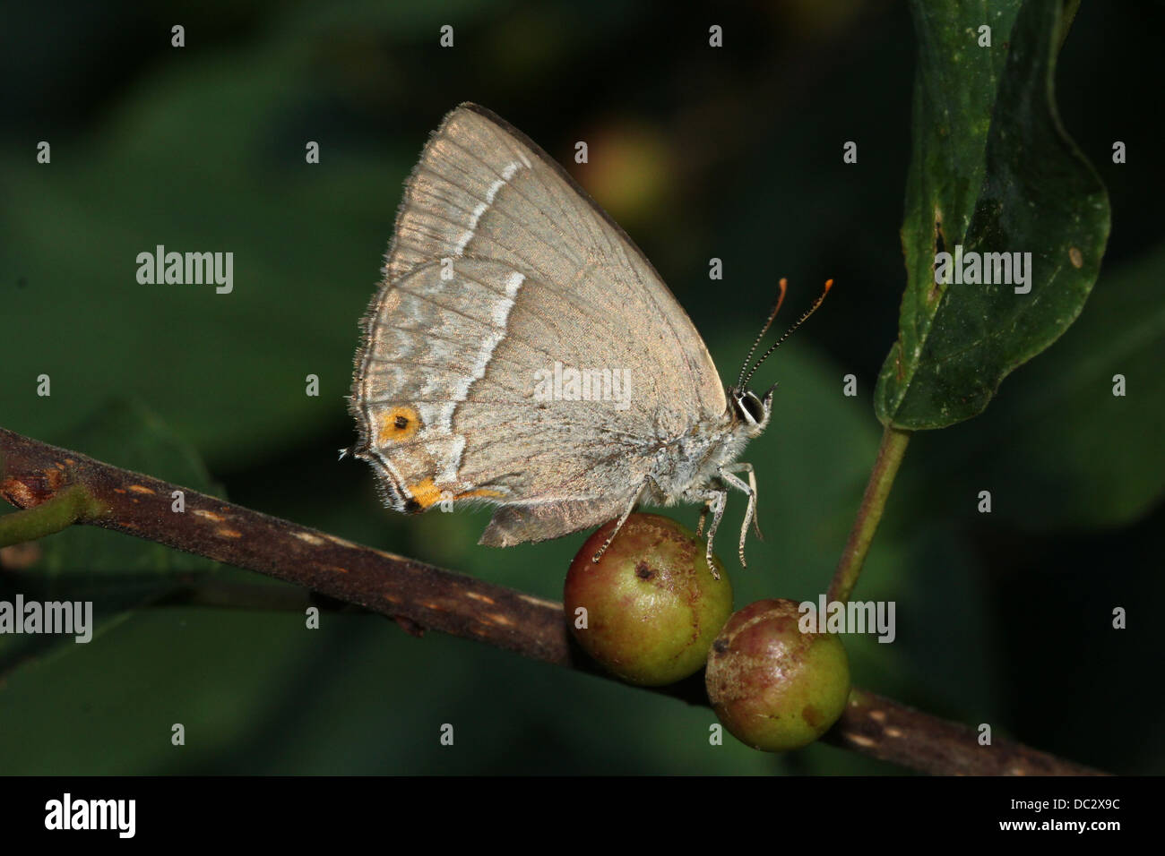 Purple Hairstreak Butterfly (Favonius quercus) foraging and posing on a leaf with wings closed Stock Photo