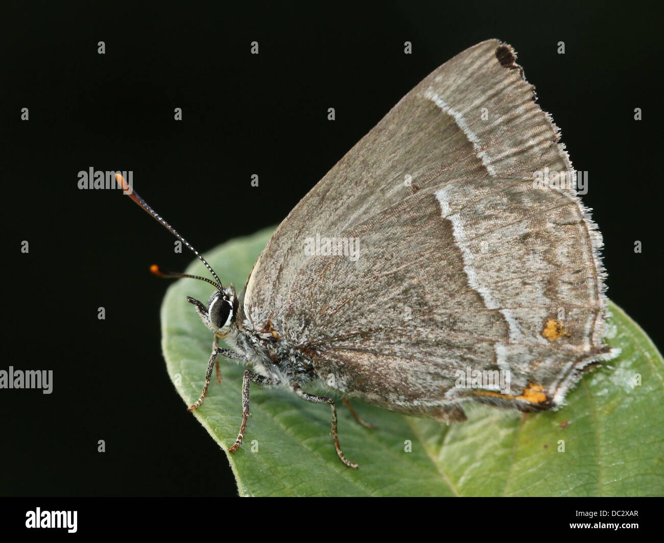 Purple Hairstreak Butterfly (Favonius quercus) posing on a leaf with wings closed Stock Photo