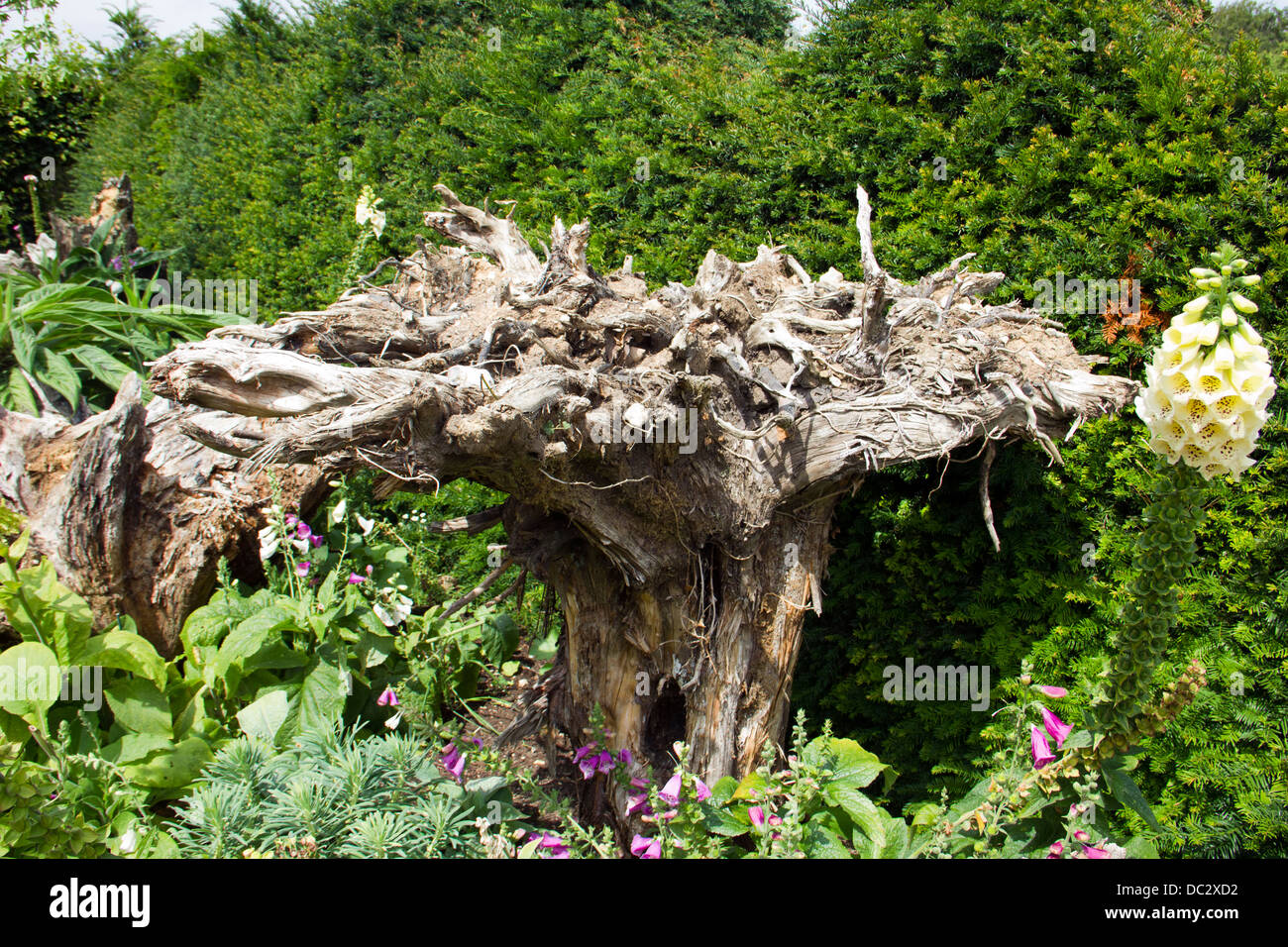 The Stumpery at Arundel Castle Gardens in Arundel Town - West Sussex Stock  Photo - Alamy