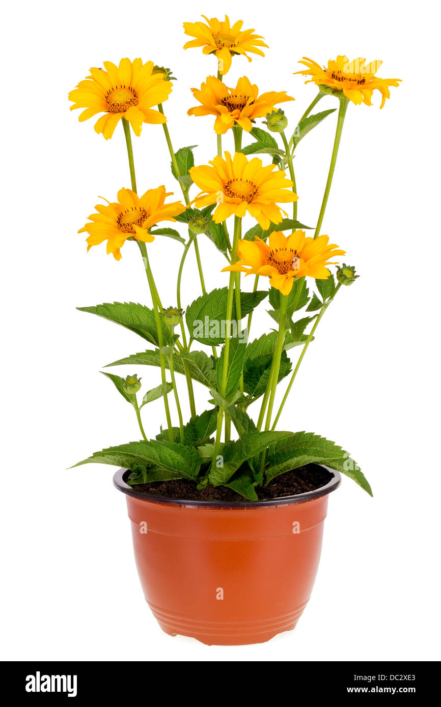 Sunflower in flower pot hi-res stock photography and images - Alamy