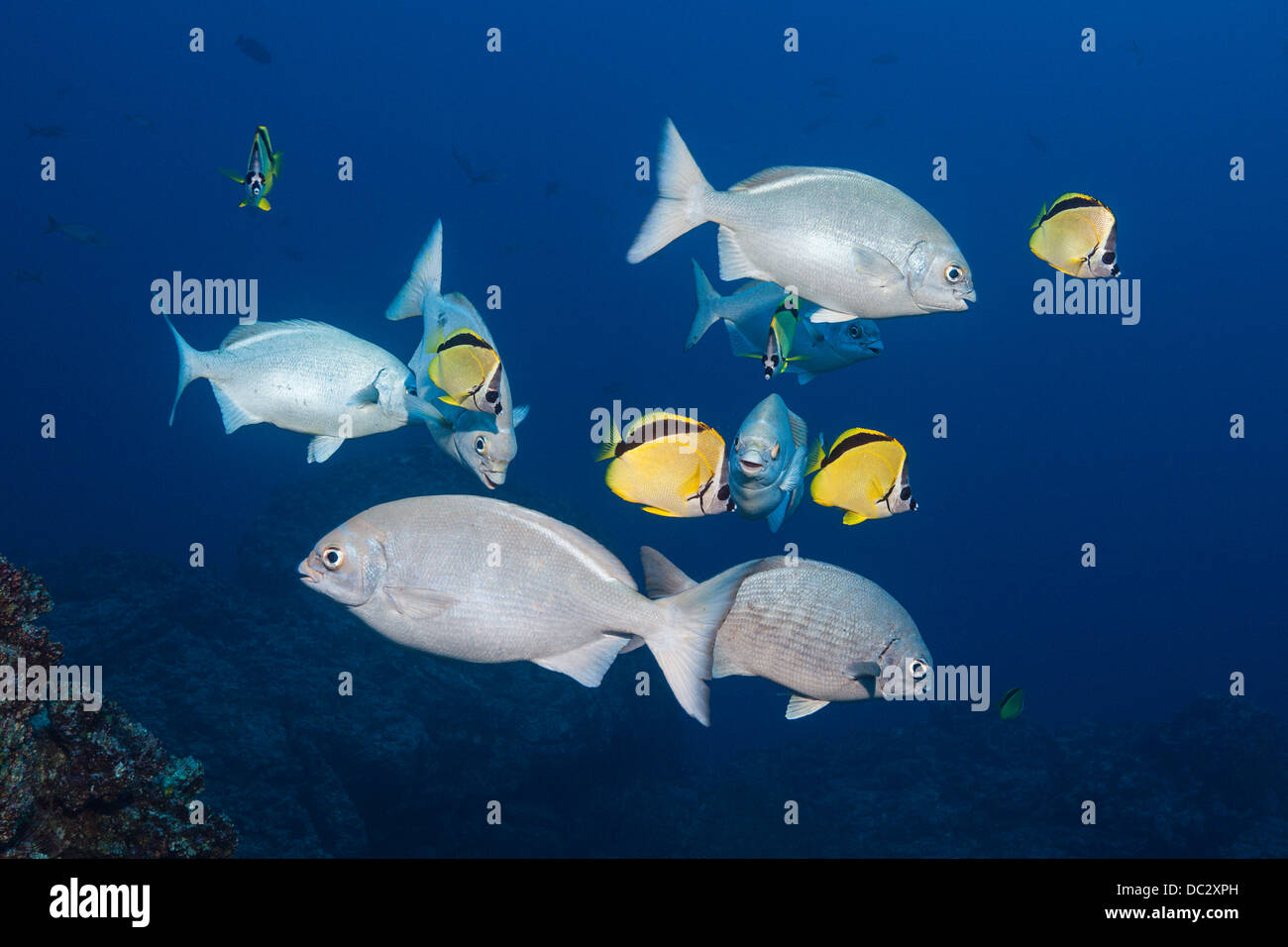 Blue-bronze Sea Chub and Barberfish, Kyphosus analogus, Johnrandallia nigrirostris, Socorro, Revillagigedo Islands, Mexico Stock Photo
