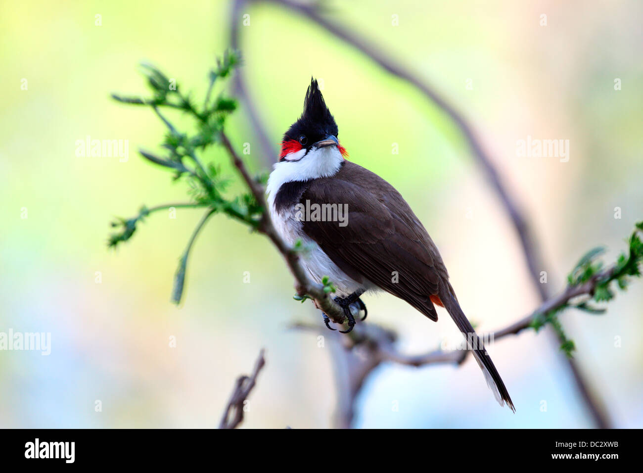 The Red-whiskered Bulbul (Pycnonotus jocosus) posed on a branch on the island of Mauritius Stock Photo