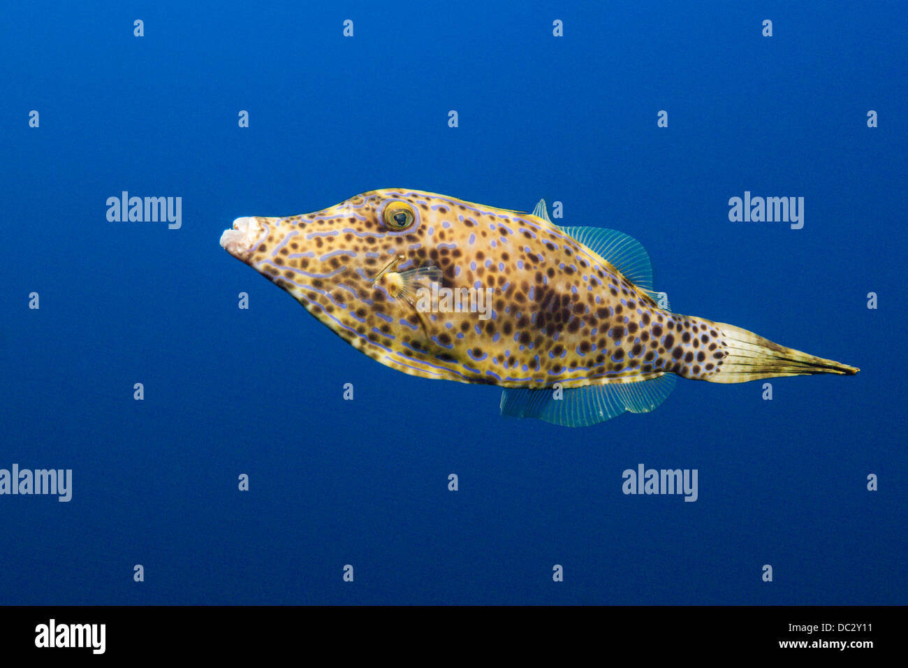 Scrawled Filefish, Aluterus scriptus, Cabo San Lucas, Baja California Sur, Mexico Stock Photo