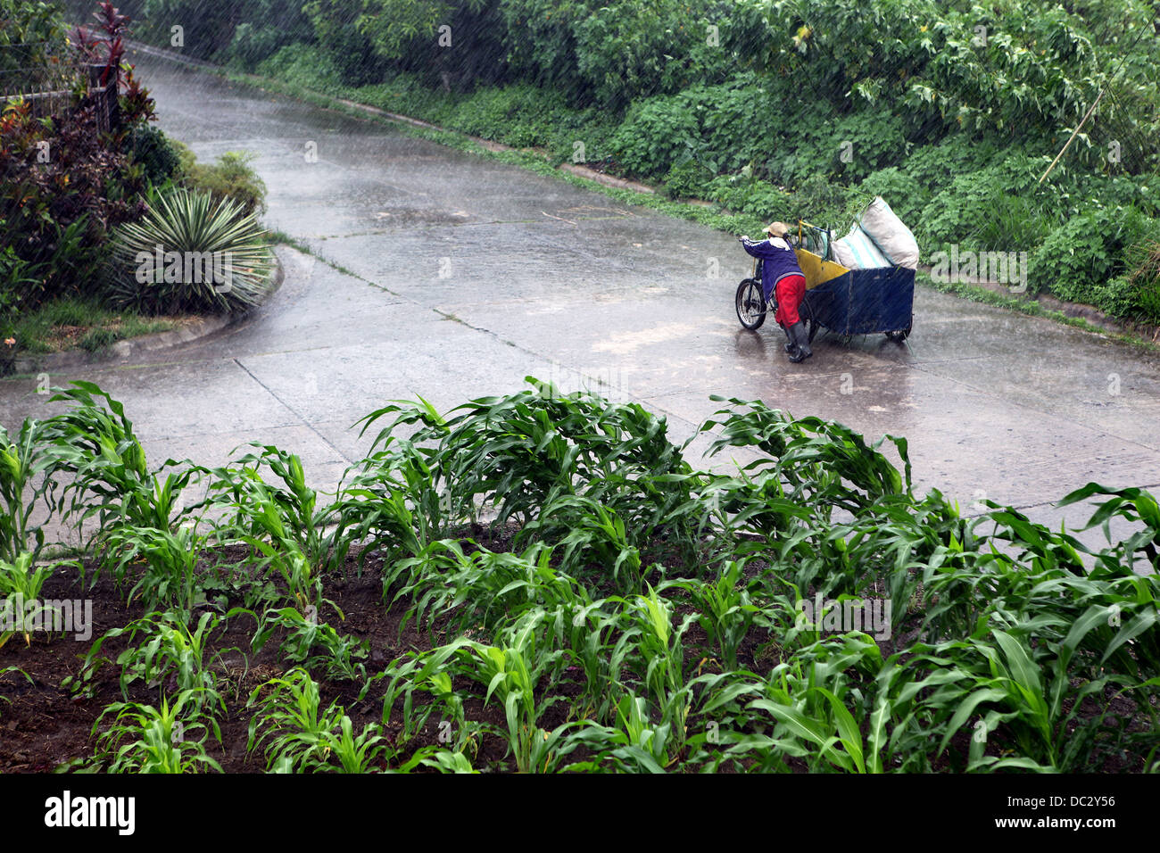 Woman pushing a motorcycle and sidecar along a road in the rain. Stock Photo