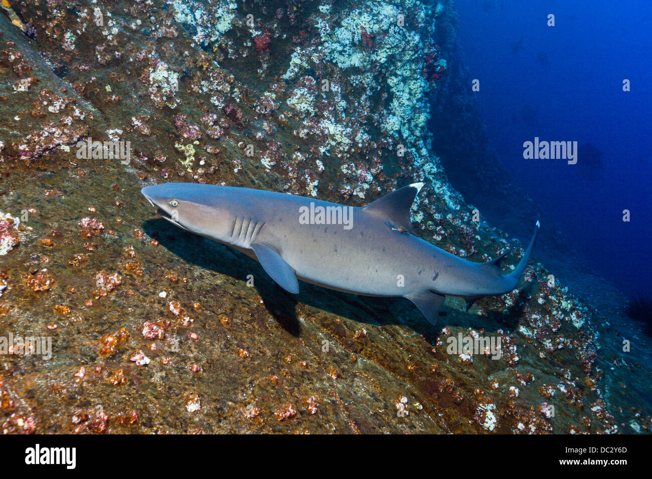 Whitetip Reef Shark, Triaenodon obesus, Roca Partida, Revillagigedo ...