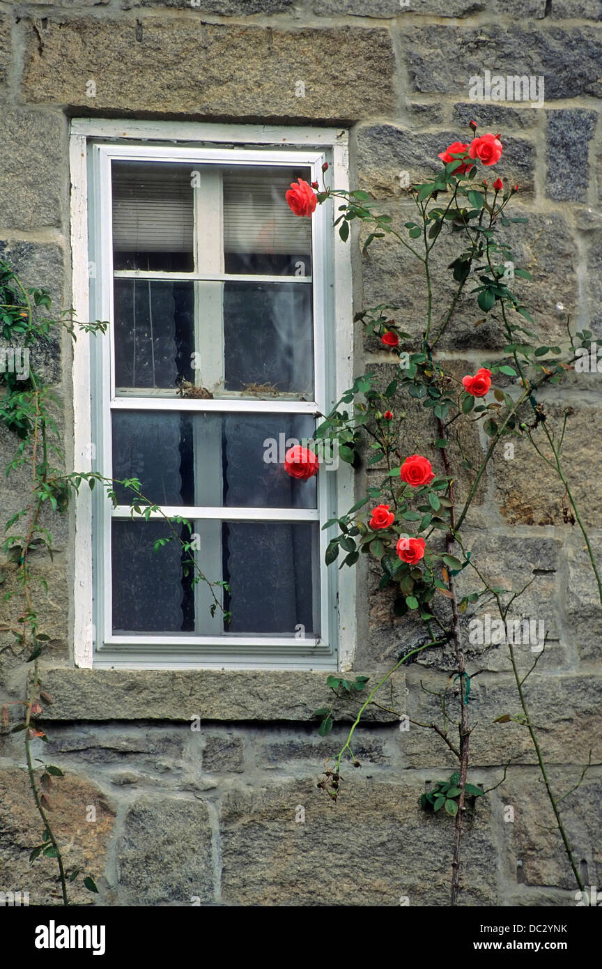 Red climbing rose growing up beside a window on the granite wall of an old house. Stock Photo