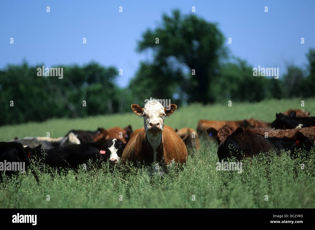 Dairy cows in a Vermont, USA pasture. Stock Photo