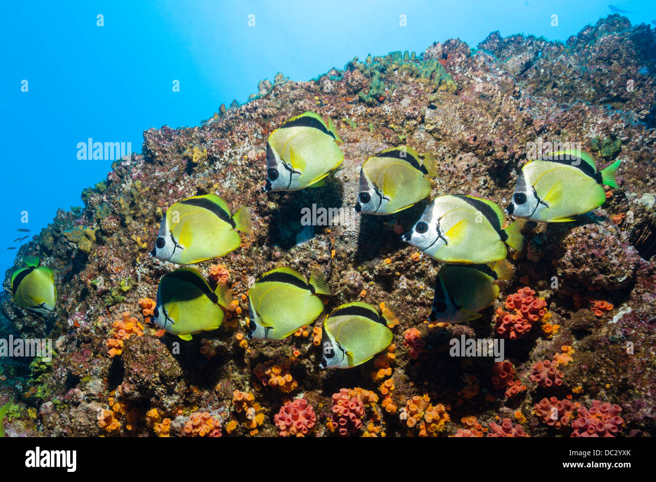 Shoal of Barberfish, Johnrandallia nigrirostris, Socorro, Revillagigedo ...