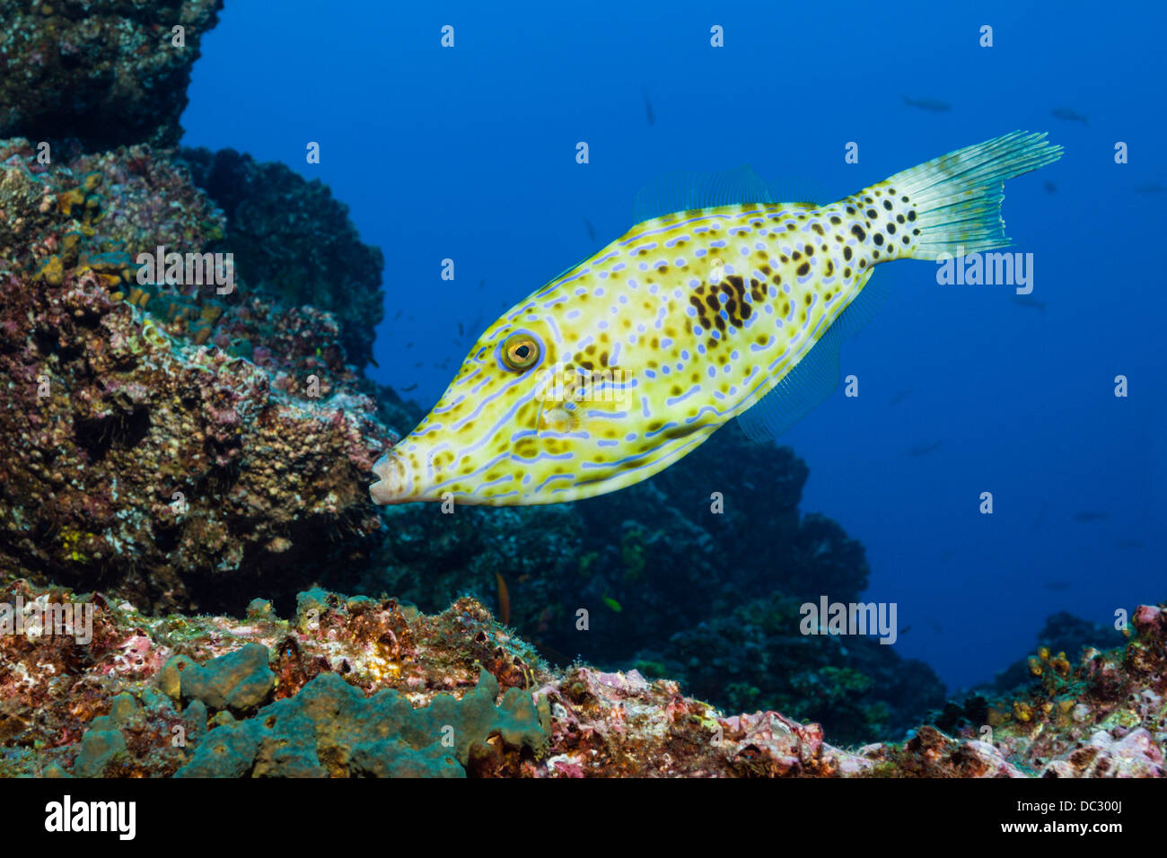 Scrawled Filefish, Aluterus scriptus, Socorro, Revillagigedo Islands, Mexico Stock Photo