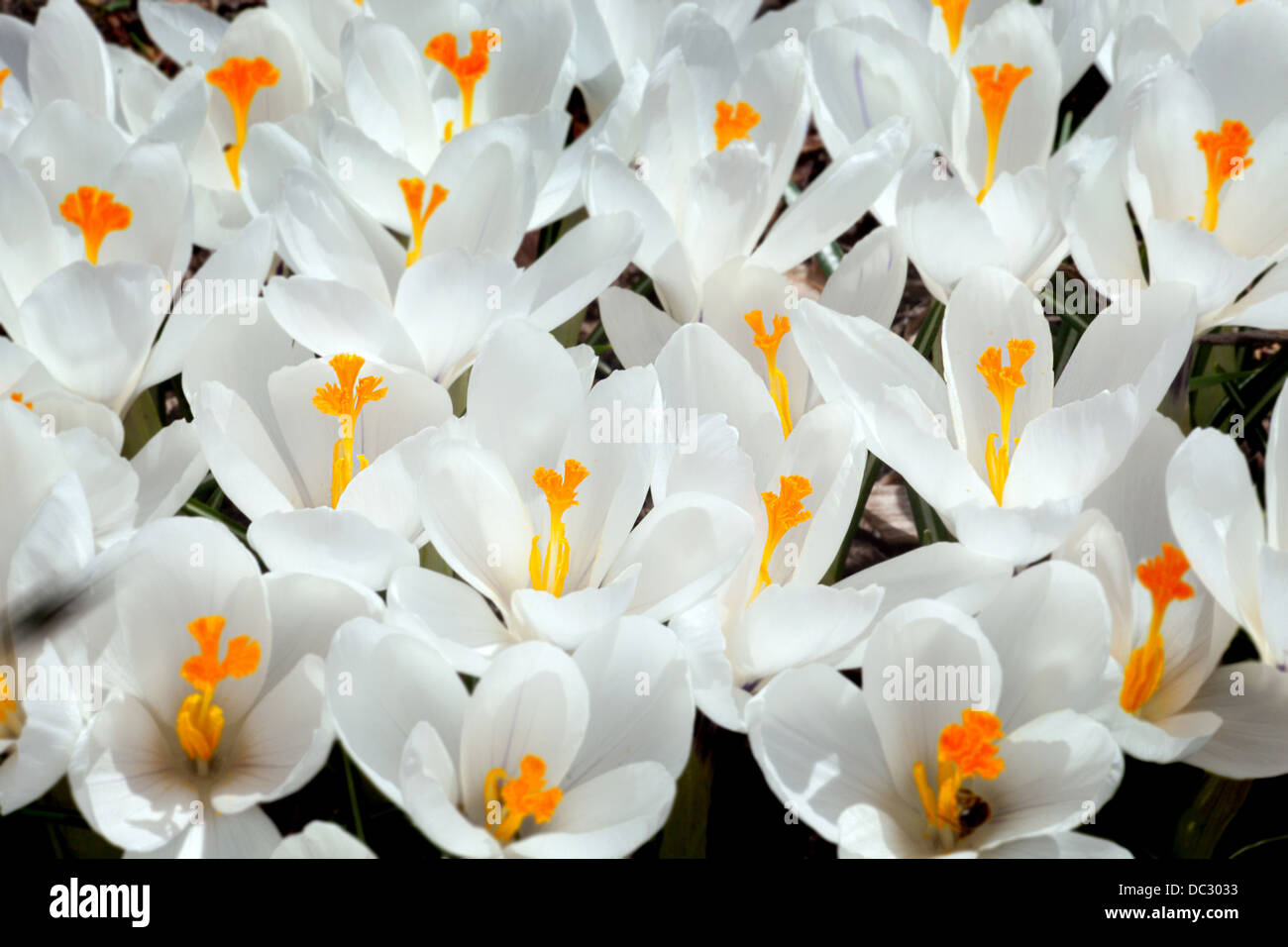 Field of white crocus blossoms with yellow stamens. Stock Photo