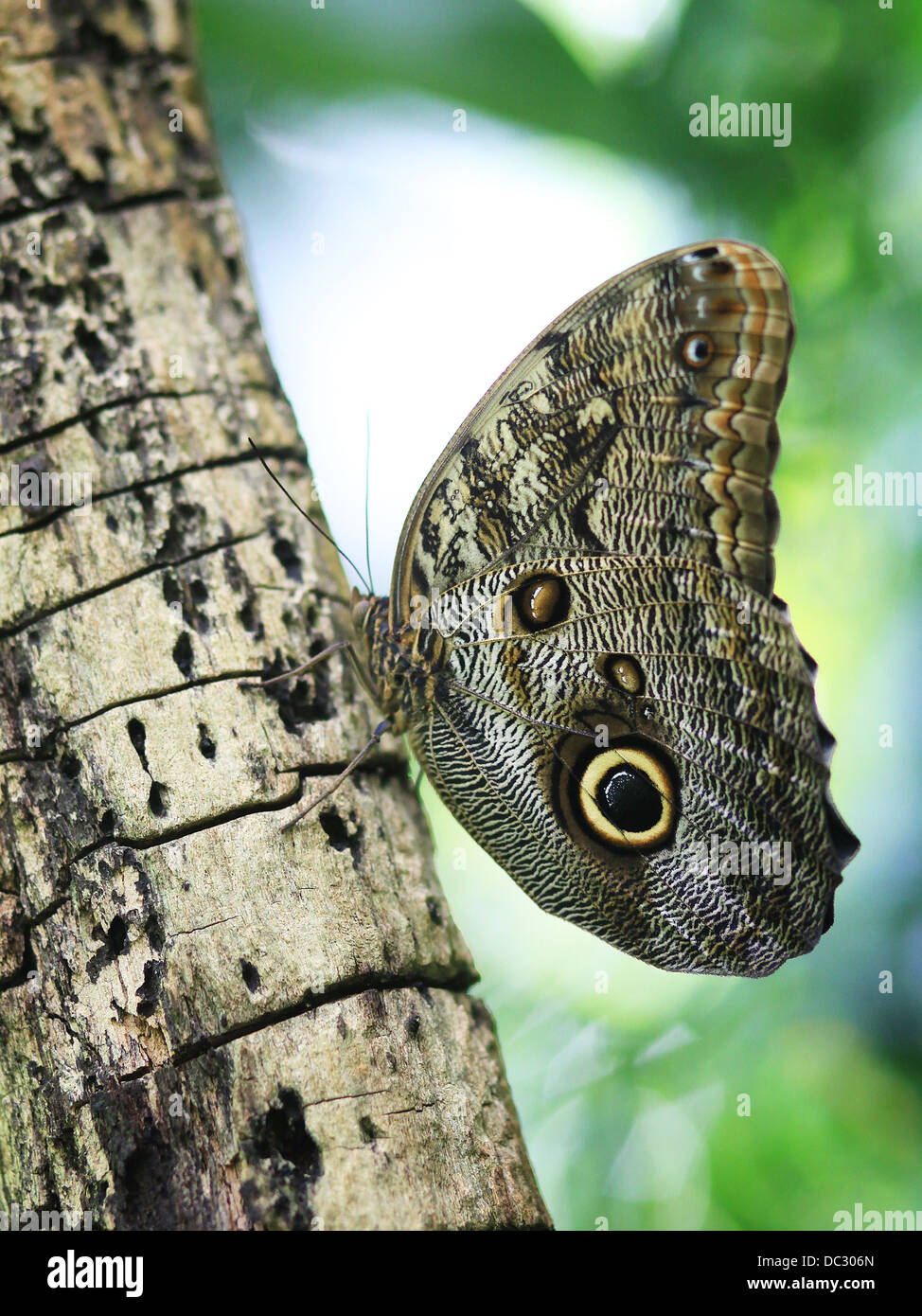 A Forest Giant Owl butterfly (Caligo eurilochus) perching on a tree trunk. Butterfly house, Leipzig, Germany. Stock Photo
