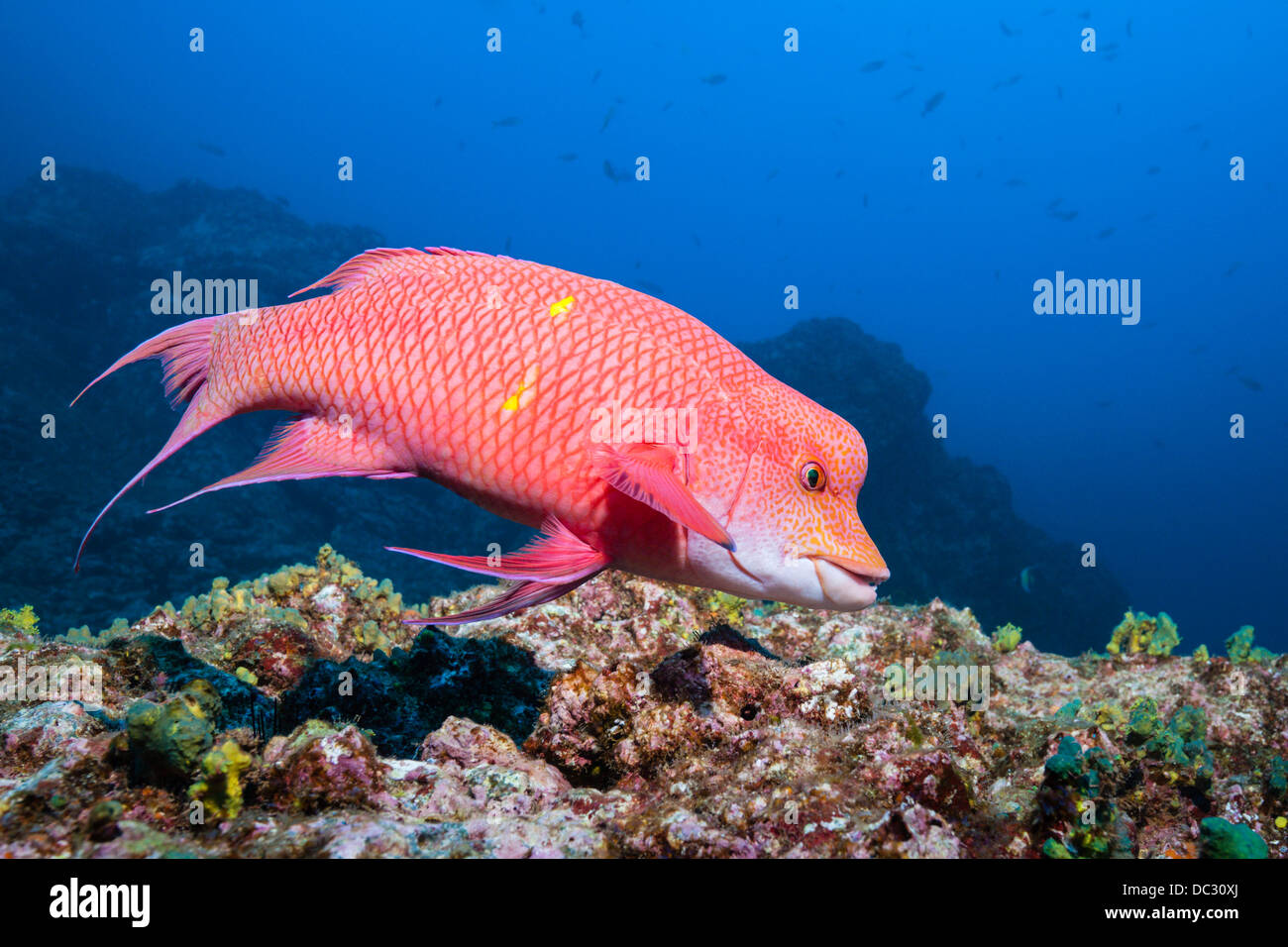 Mexican Hogfish, Bodianus diplotaenia, Socorro, Revillagigedo Islands