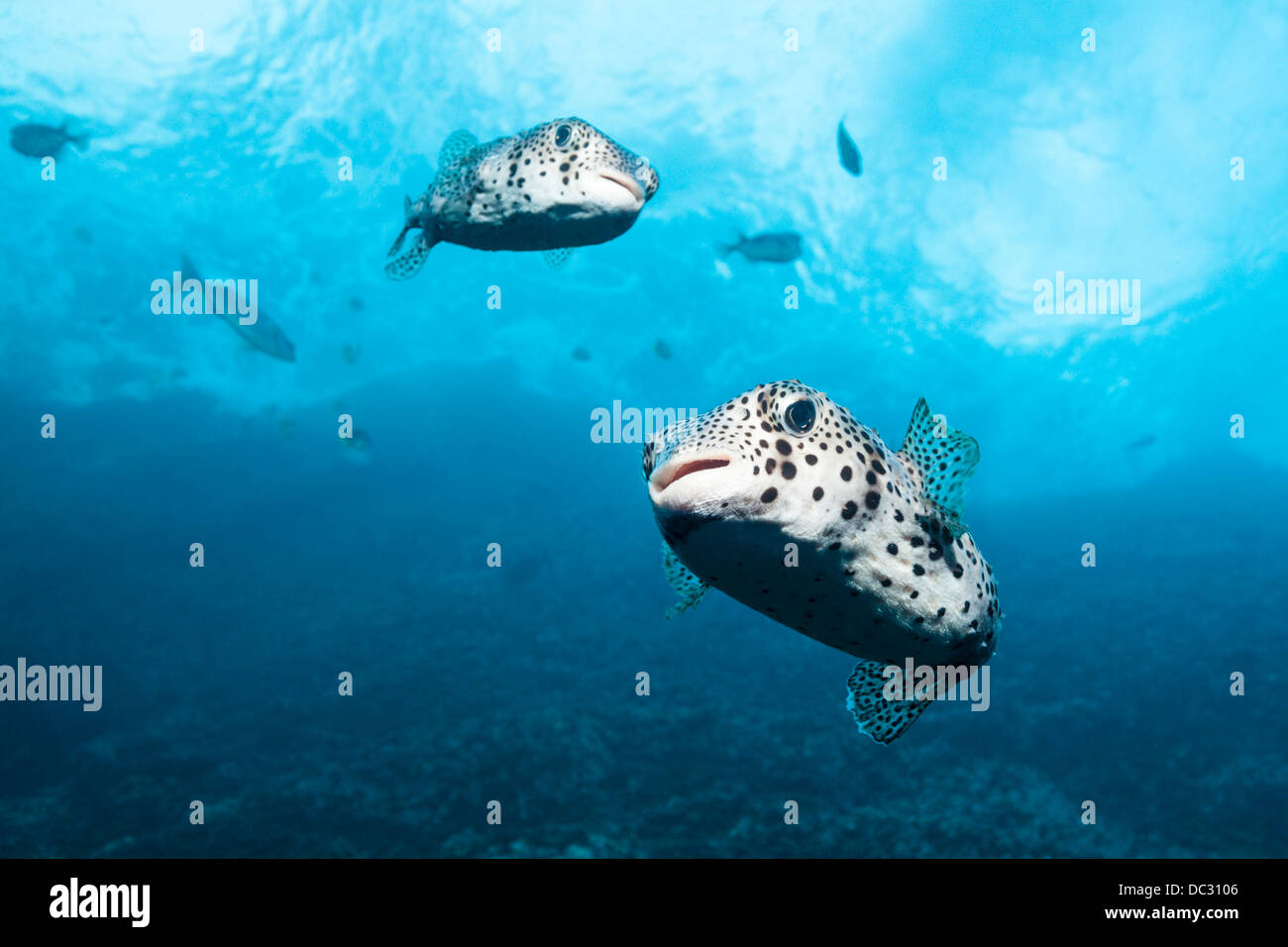 Common Porcupinefish, Diodon hystrix, Socorro, Revillagigedo Islands, Mexico Stock Photo