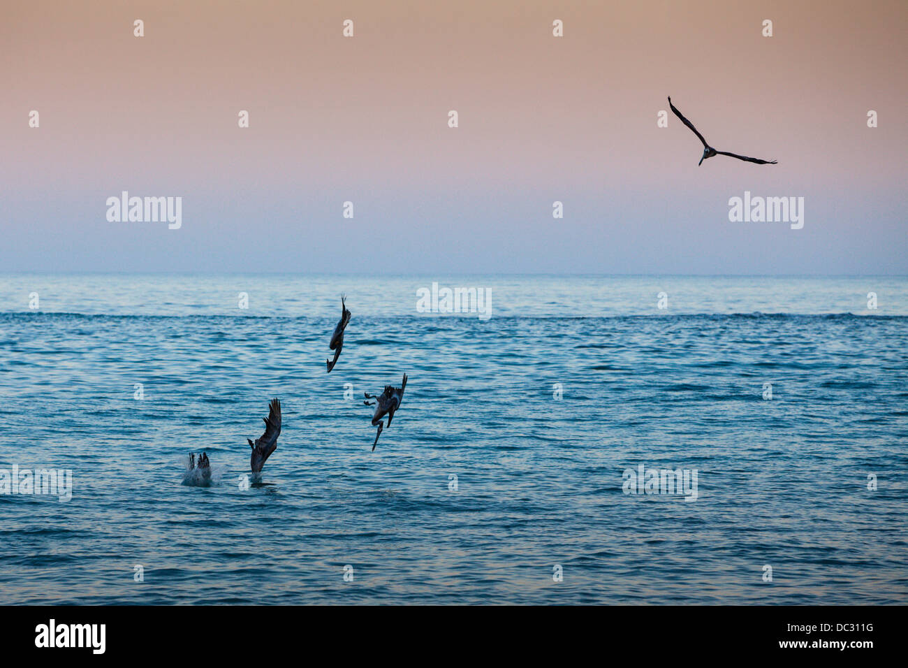 Pelicano hunting at Sunset, Pelicanus occidentalis, Cabo Pulmo National Park, Baja California Sur, Mexico Stock Photo