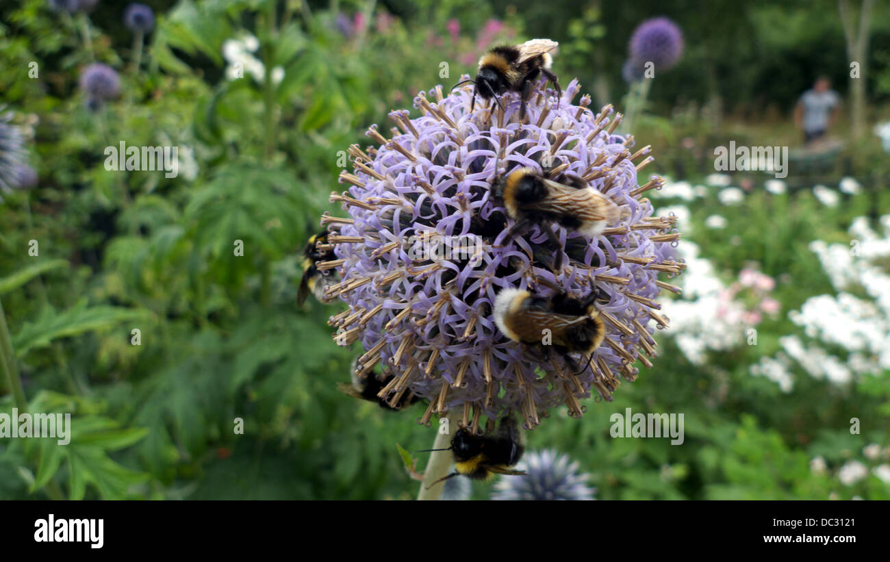 Bumble bees feeding on an echinops flower, UK. Stock Photo
