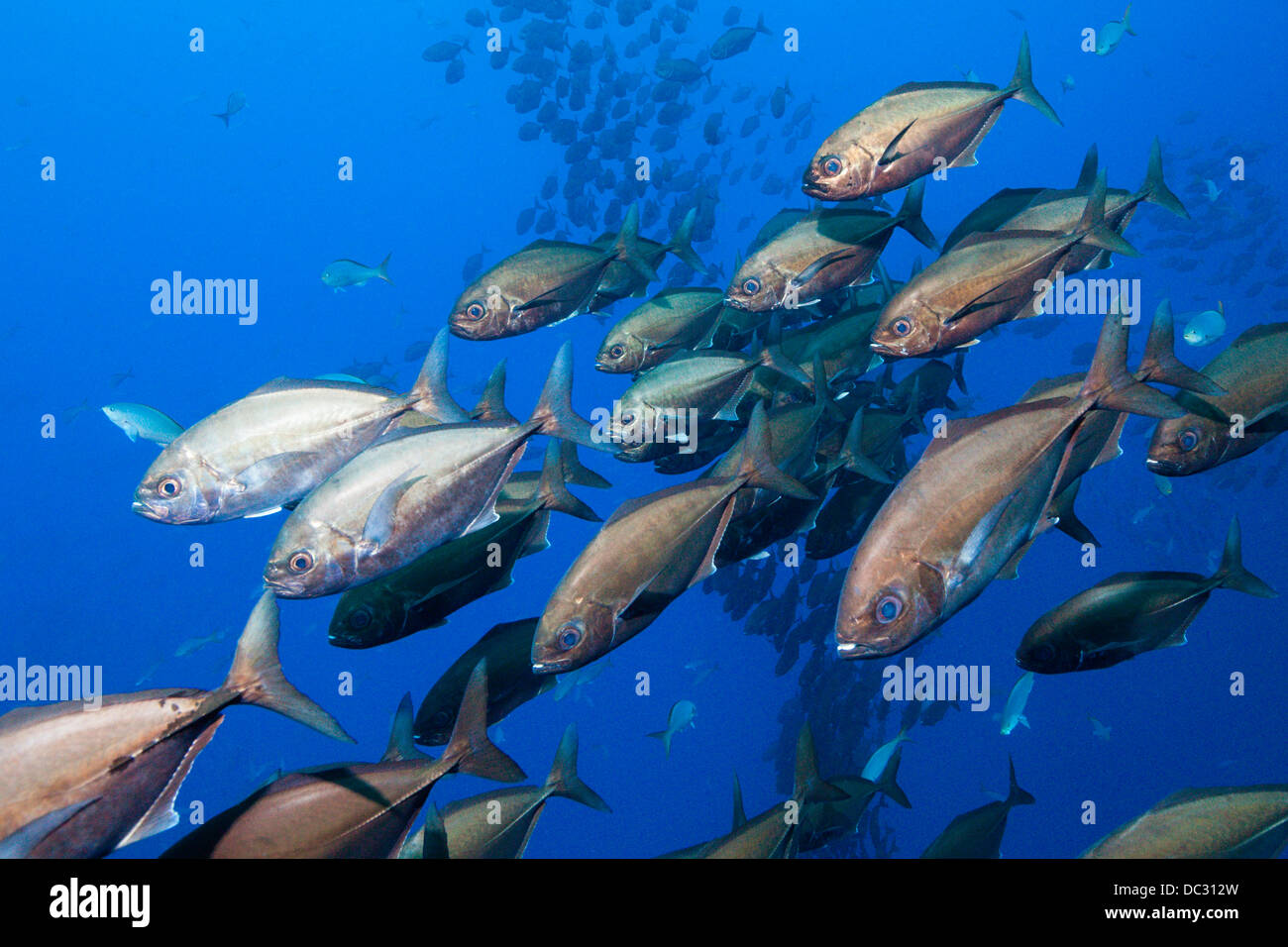 Shoal of Cottonmouth Jack, Uraspis secunda, Socorro, Revillagigedo