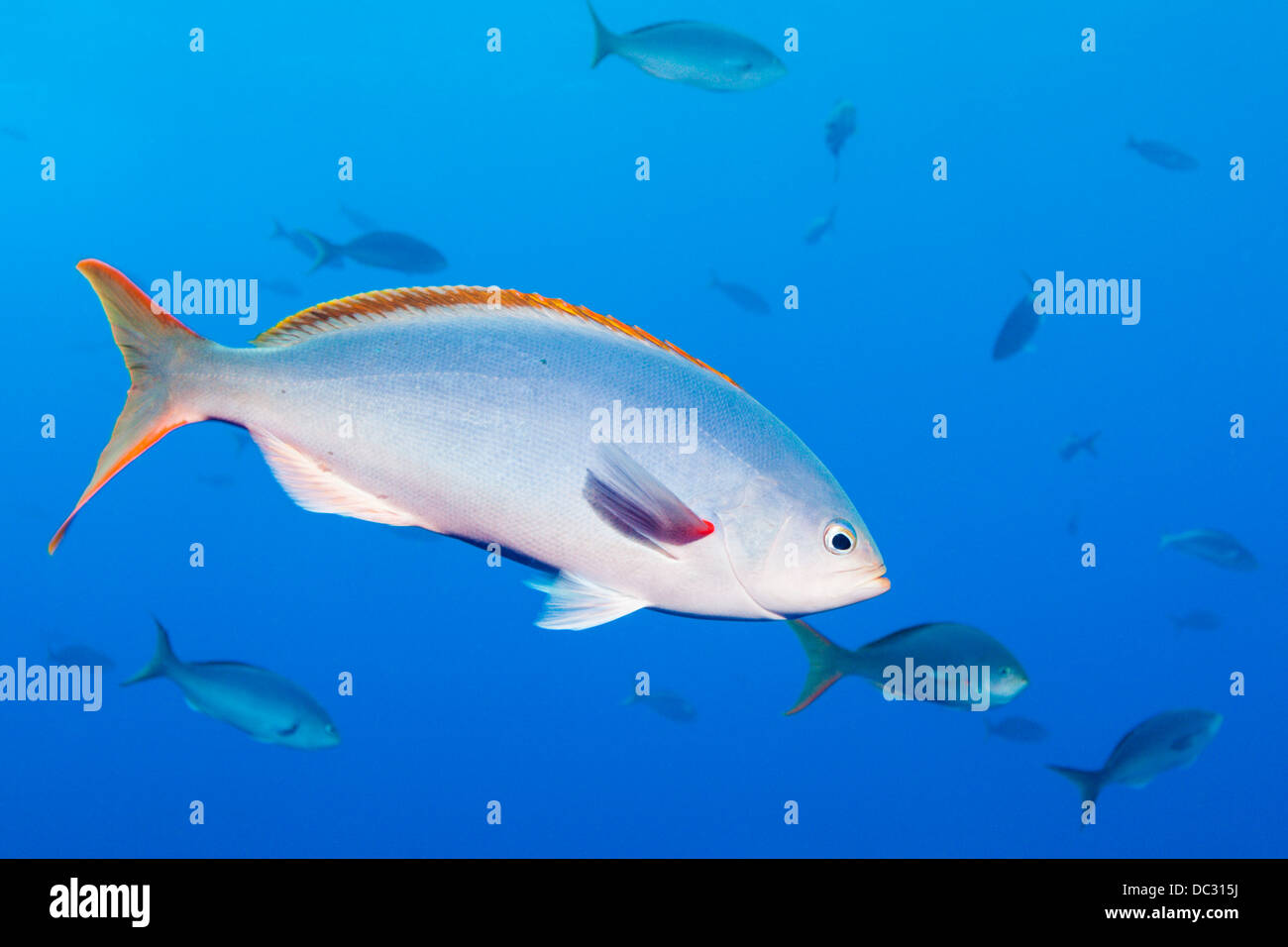 Pacific Creolefish, Paranthias colonus, San Benedicto, Revillagigedo