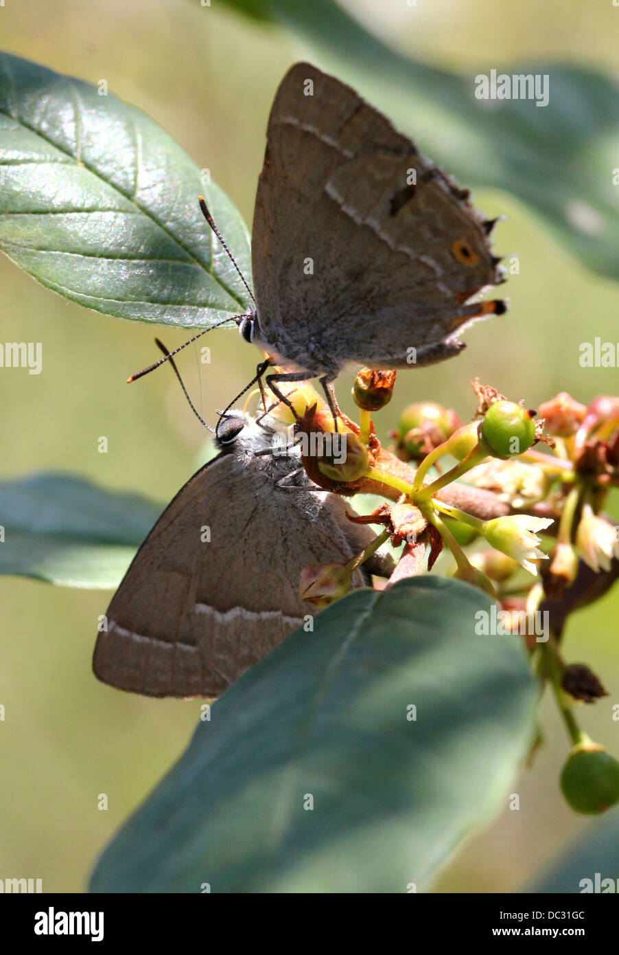 Male and female Purple Hairstreak Butterflies (Favonius quercus) posing together prior to mating Stock Photo