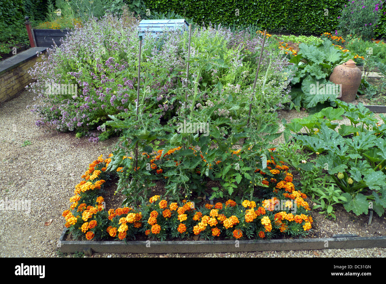 Raised bed plots, kitchen garden, with companion plants to deter insect ...