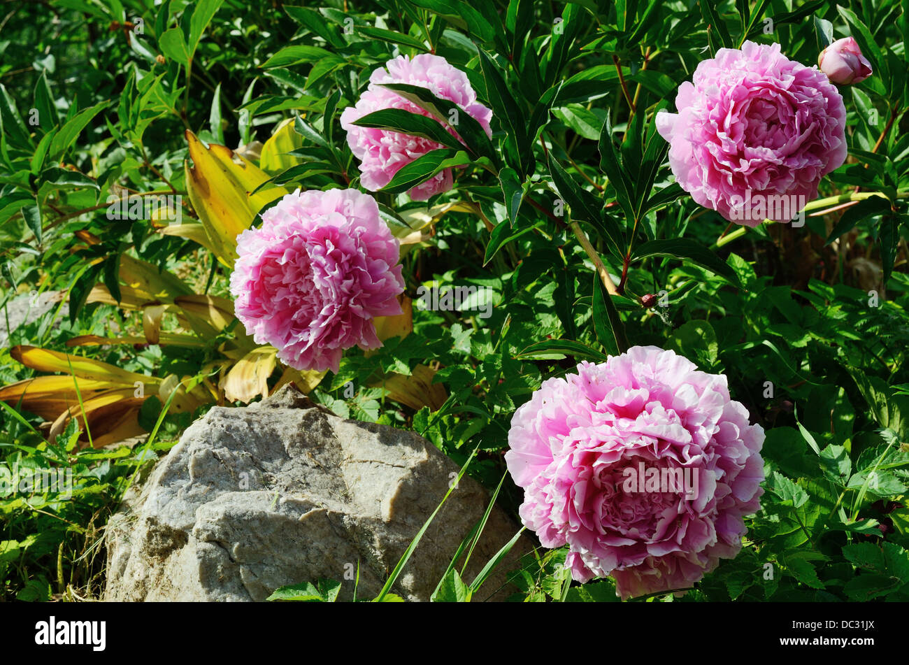 four blooming peony in the garden and stone Stock Photo