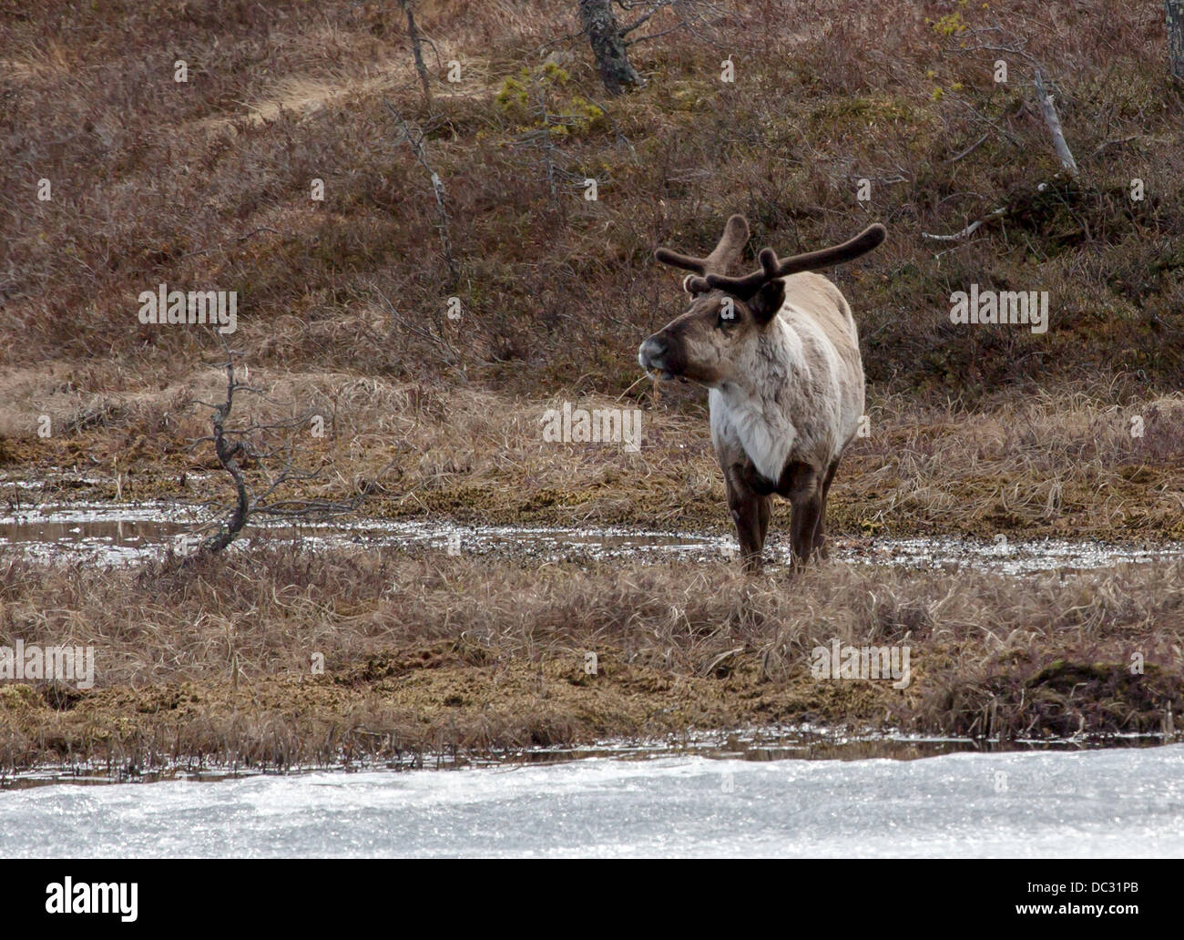 reindeer in bog, rangifer rangifer Stock Photo
