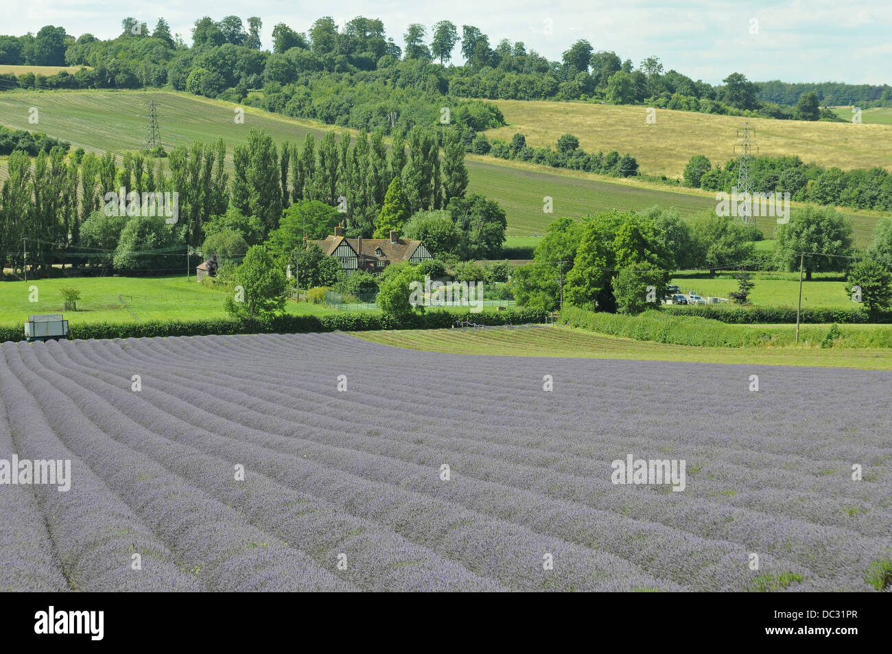 Lavender field at Castle Farm Shoreham Kent England Stock Photo