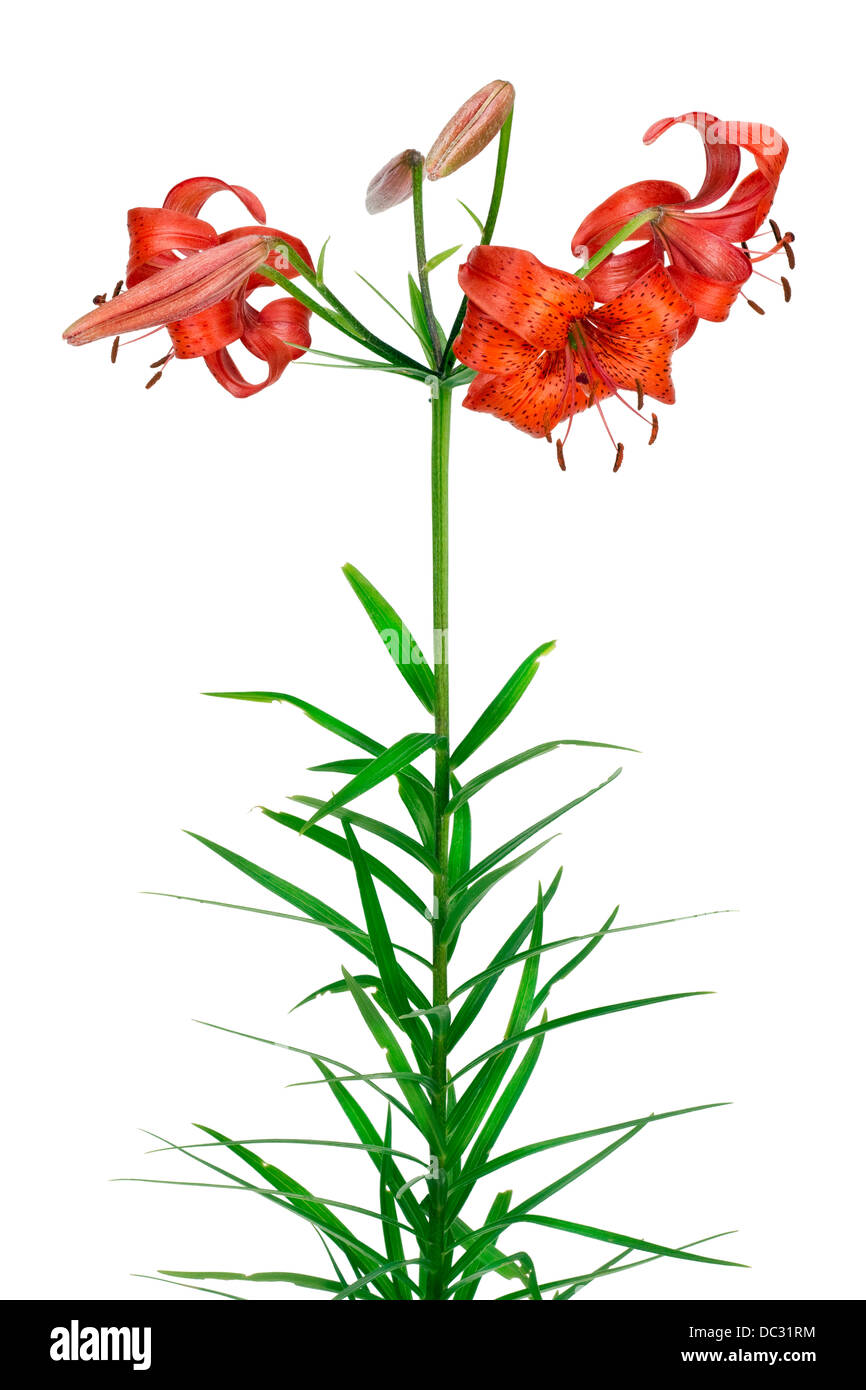 Orange garden lily flowers long stem isolated Stock Photo