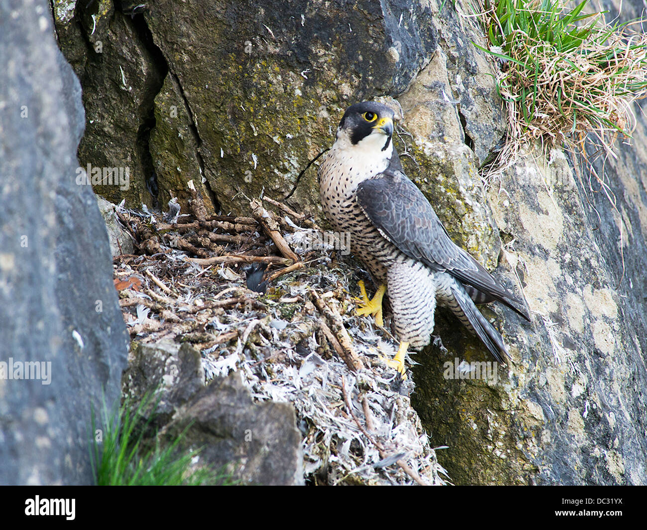 baby peregrine falcon in nest