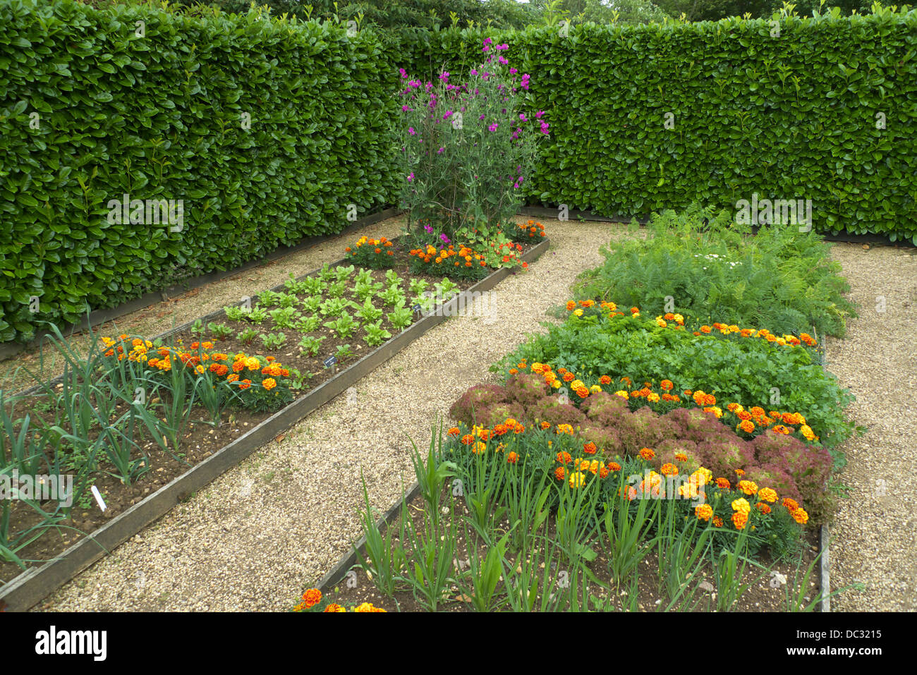 Raised bed plots, kitchen garden, with companion plants to deter insect pests, Geoff Hamilton's Barnsdale Gardens, Rutland, UK. Stock Photo