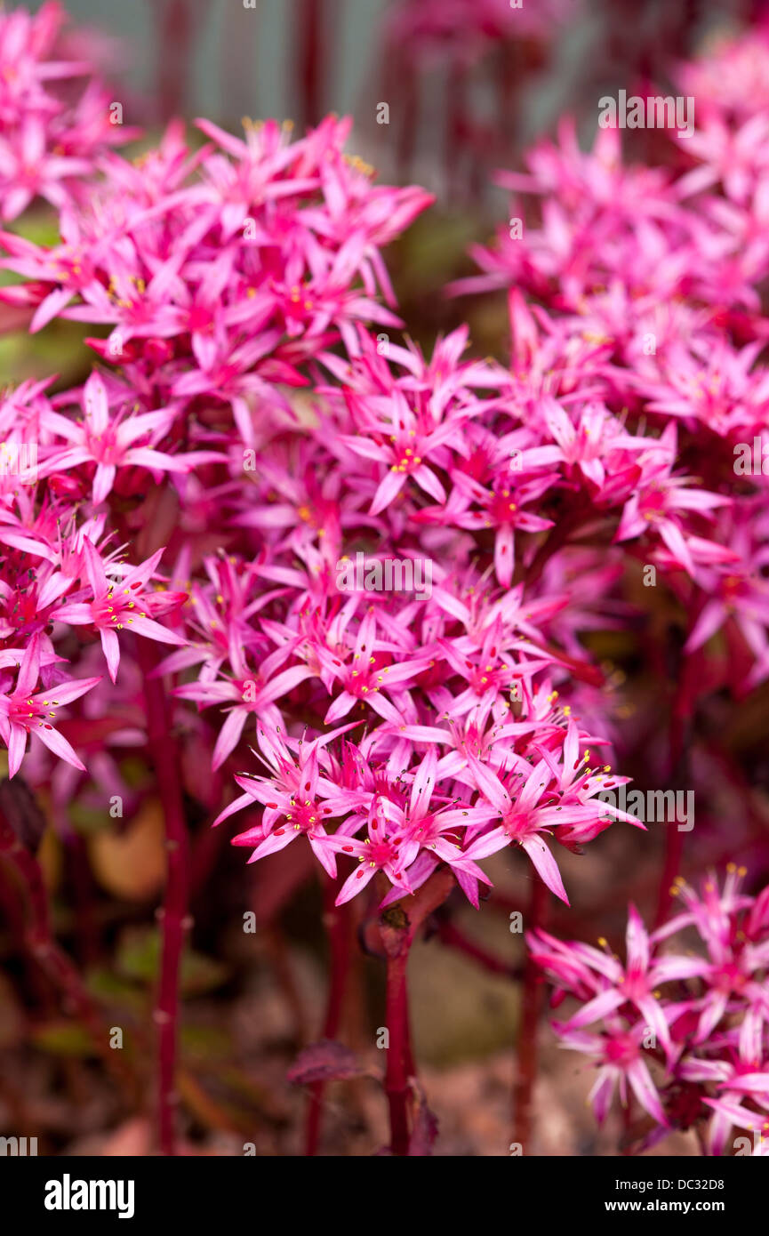 Sedum Dragon S Blood Stock Photo Alamy Sedum Dragon S Blood Stock Photo Alamy