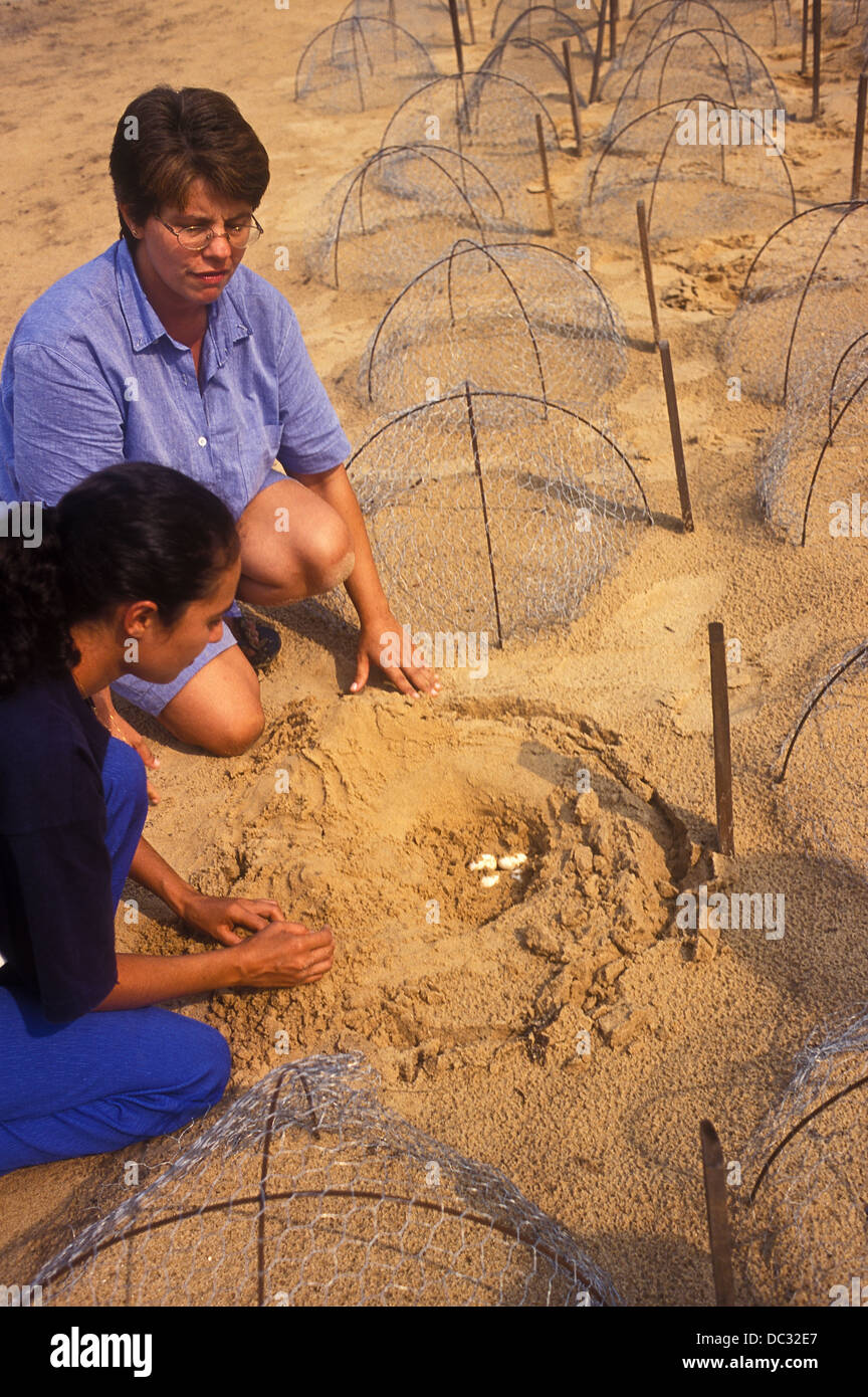 Wildlife conservation project Yellow-spotted River Turtle nests Podocnemis unifilis one of largest South American river turtles Stock Photo
