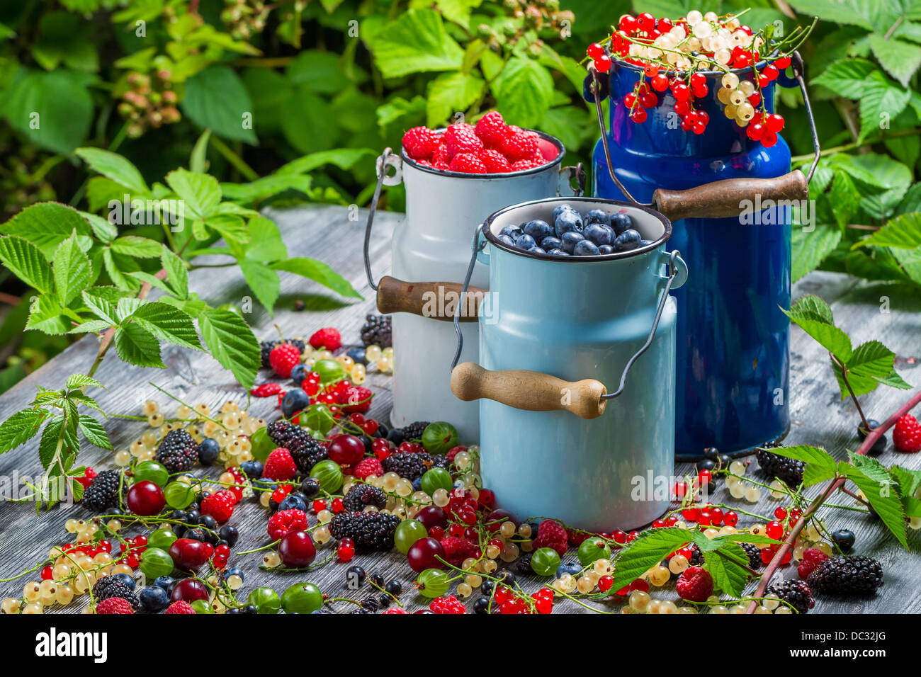 Freshly collecting wild berry fruits Stock Photo Alamy