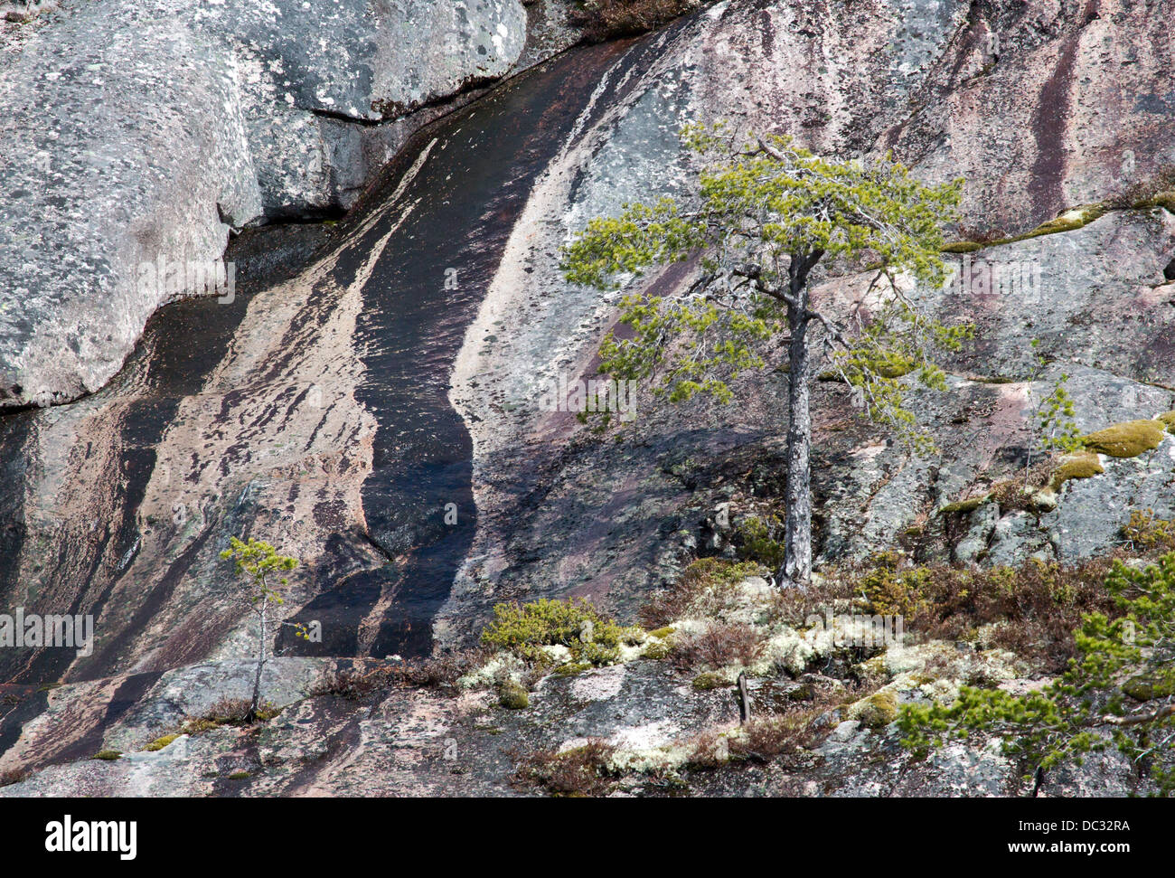pines in rock wall, pinus sp. Stock Photo