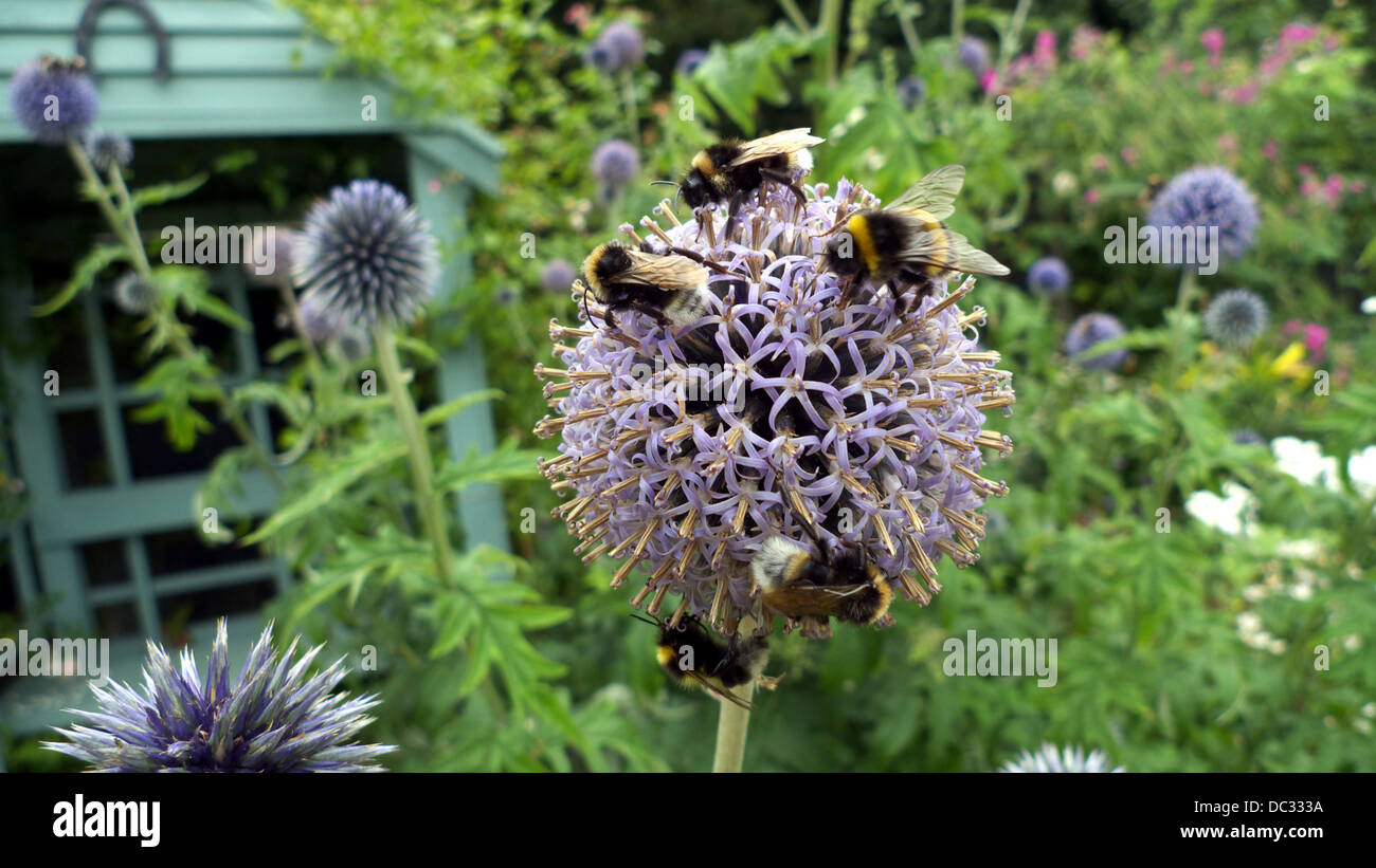 Bumble bees feeding on an echinops flower, UK. Stock Photo