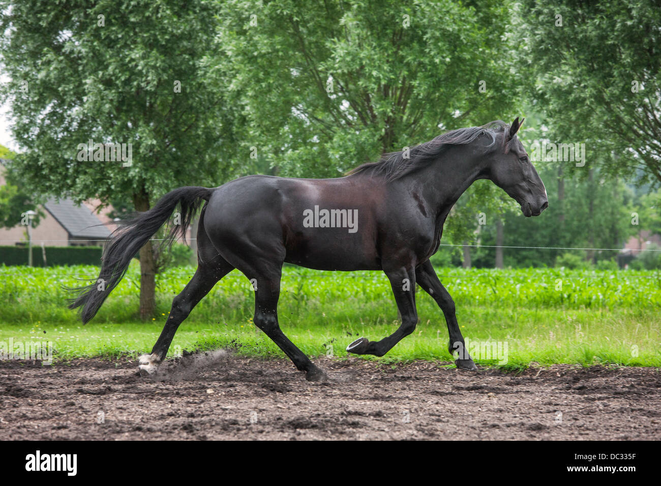 Brown horse trotting in field, trot is a two-beat gait involving diagonal pairs of legs Stock Photo