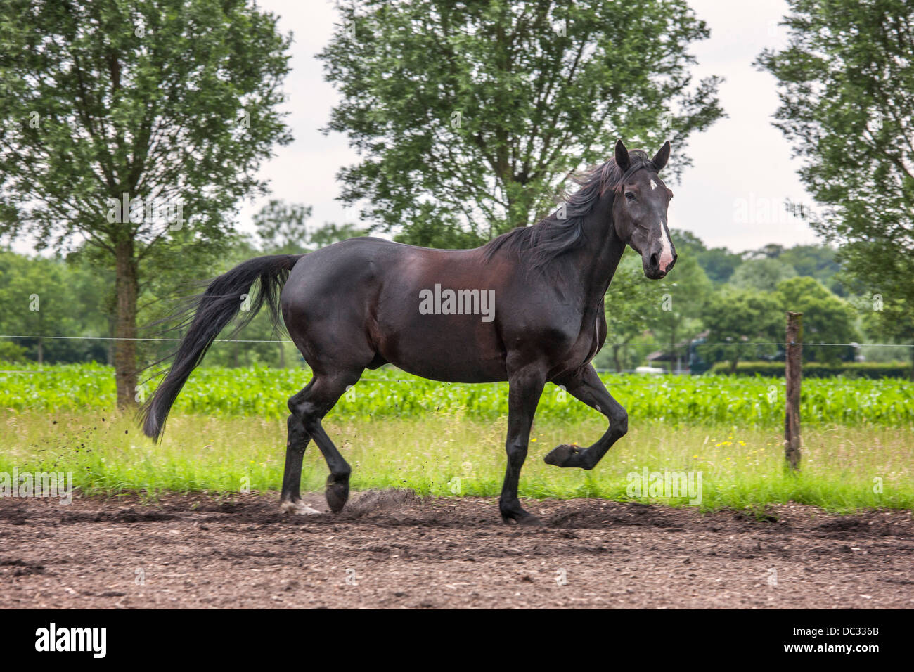 Brown horse trotting in field, trot is a two-beat gait involving diagonal pairs of legs Stock Photo