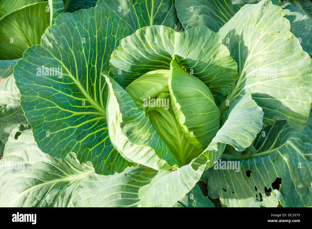 An image of cabbage ready to harvest Stock Photo Alamy