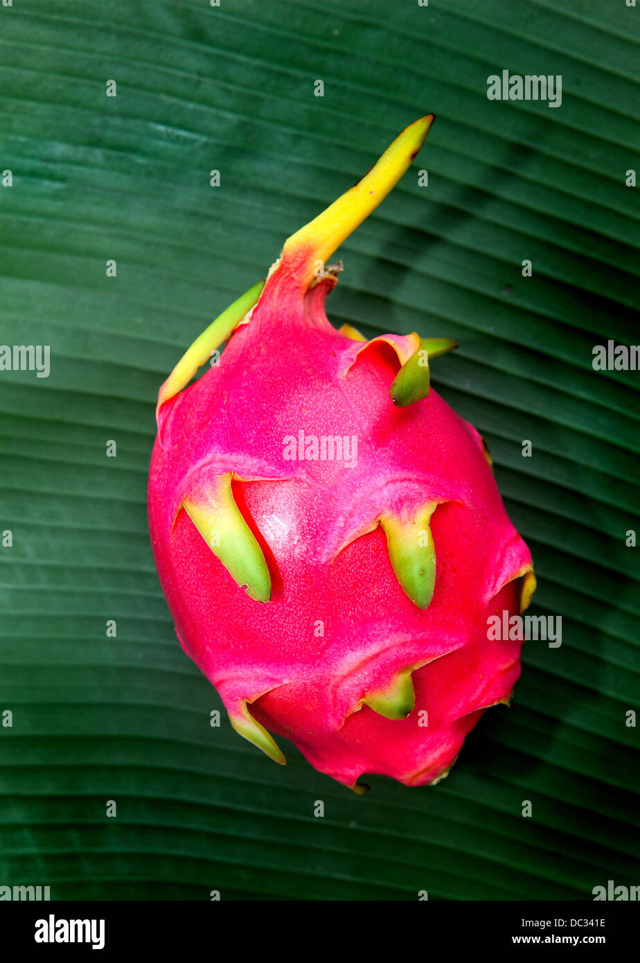 Pitaya or Dragon fruit. Stock Photo