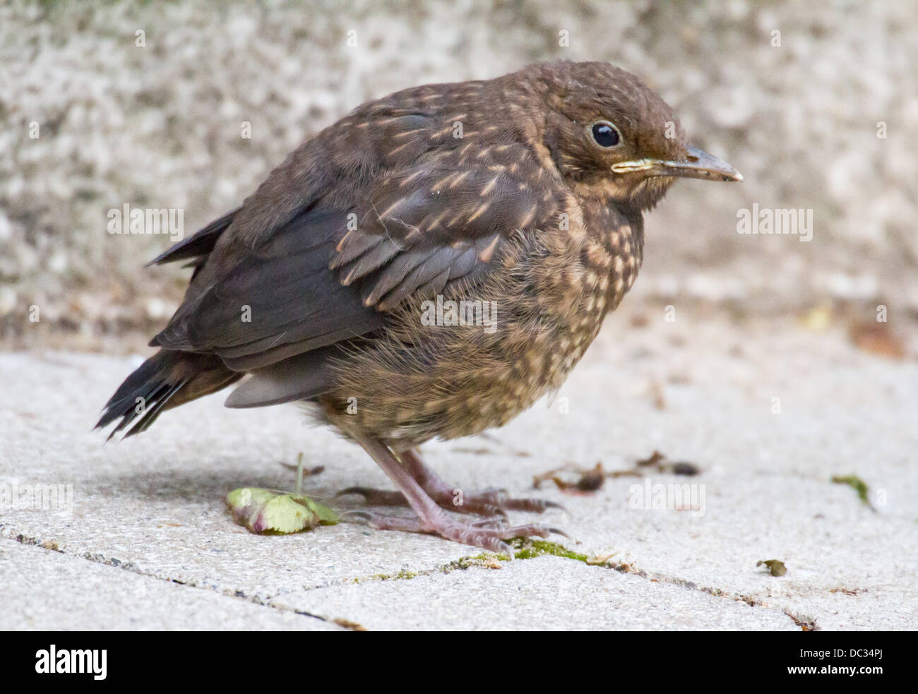 juvenile-blackbird-turdus-merula-hi-res-stock-photography-and-images
