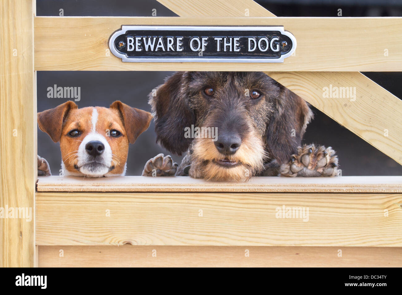Jack Russell Terrier Puppy And Wire Haired Dachsund At Gate Stock