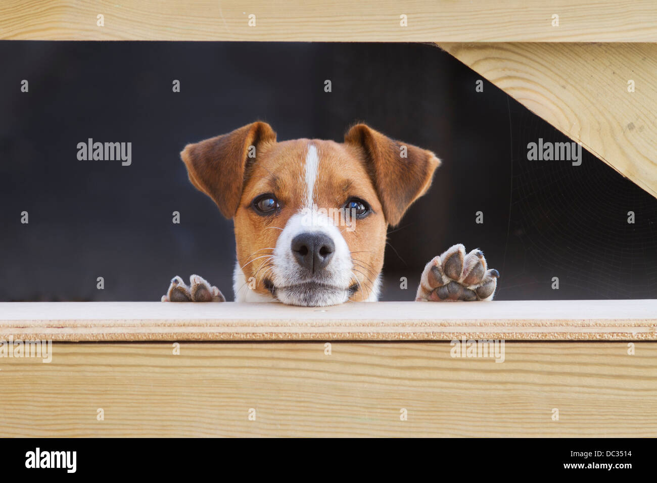 Jack russel puppies hi-res stock photography and images - Alamy