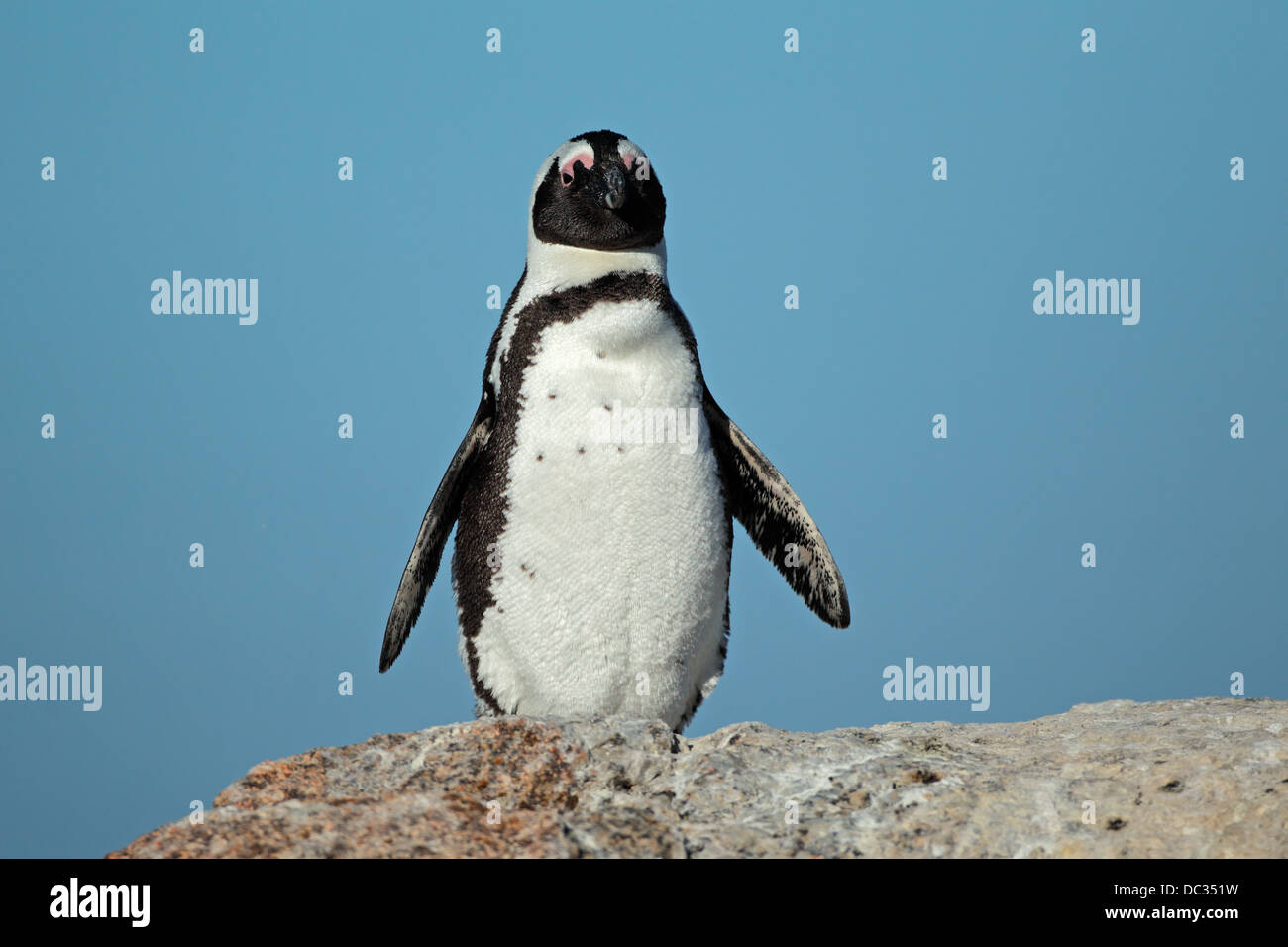 African penguin (Spheniscus demersus) against a blue sky, Western Cape, South Africa Stock Photo