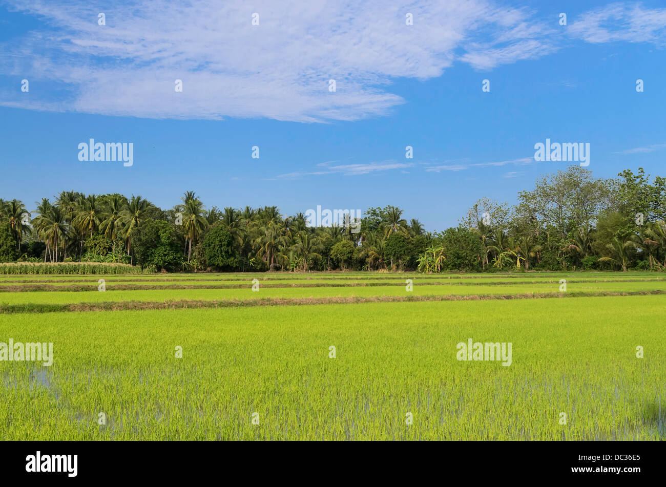 Rice field and blue sky Stock Photo