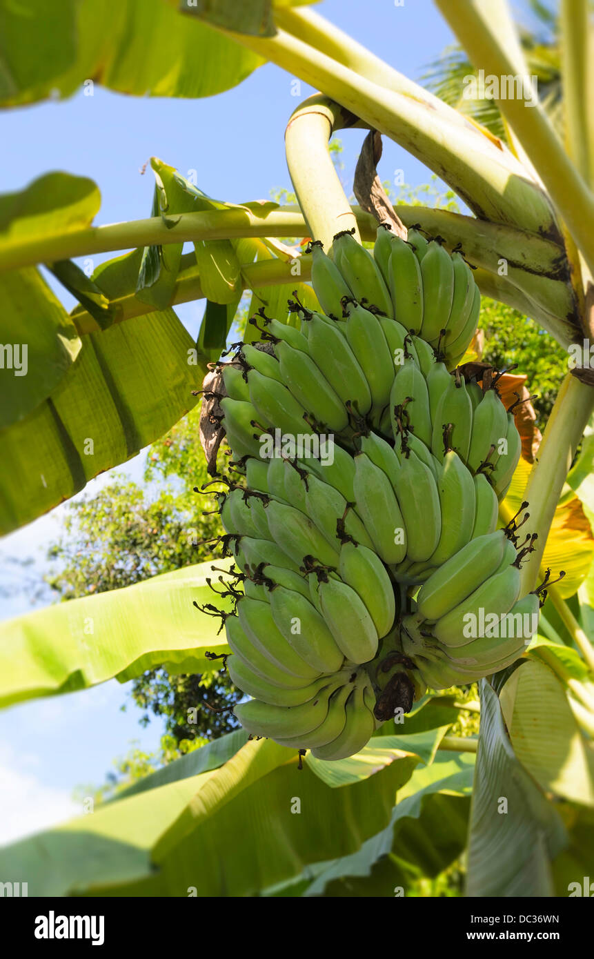 Banana plant eating hires stock photography and images Alamy